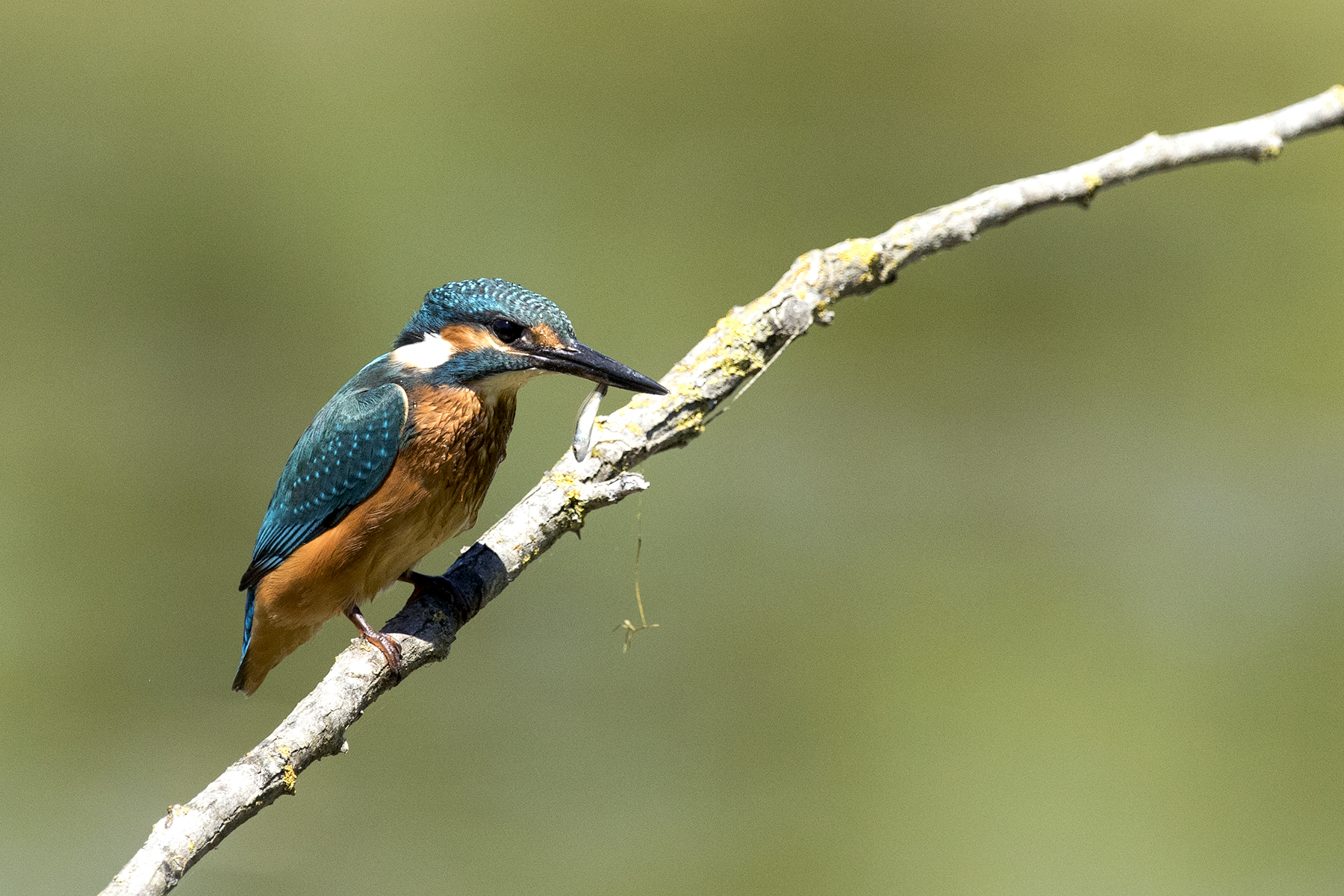 Small prey for a large appetite