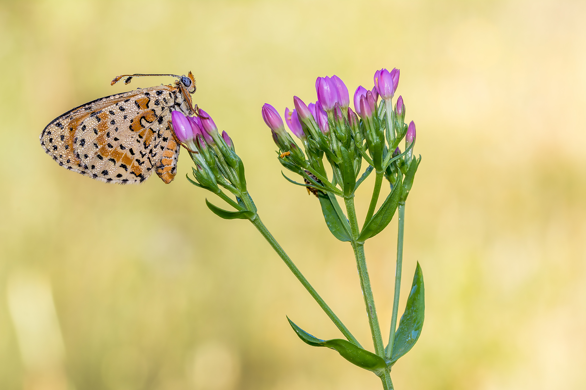 melitaea