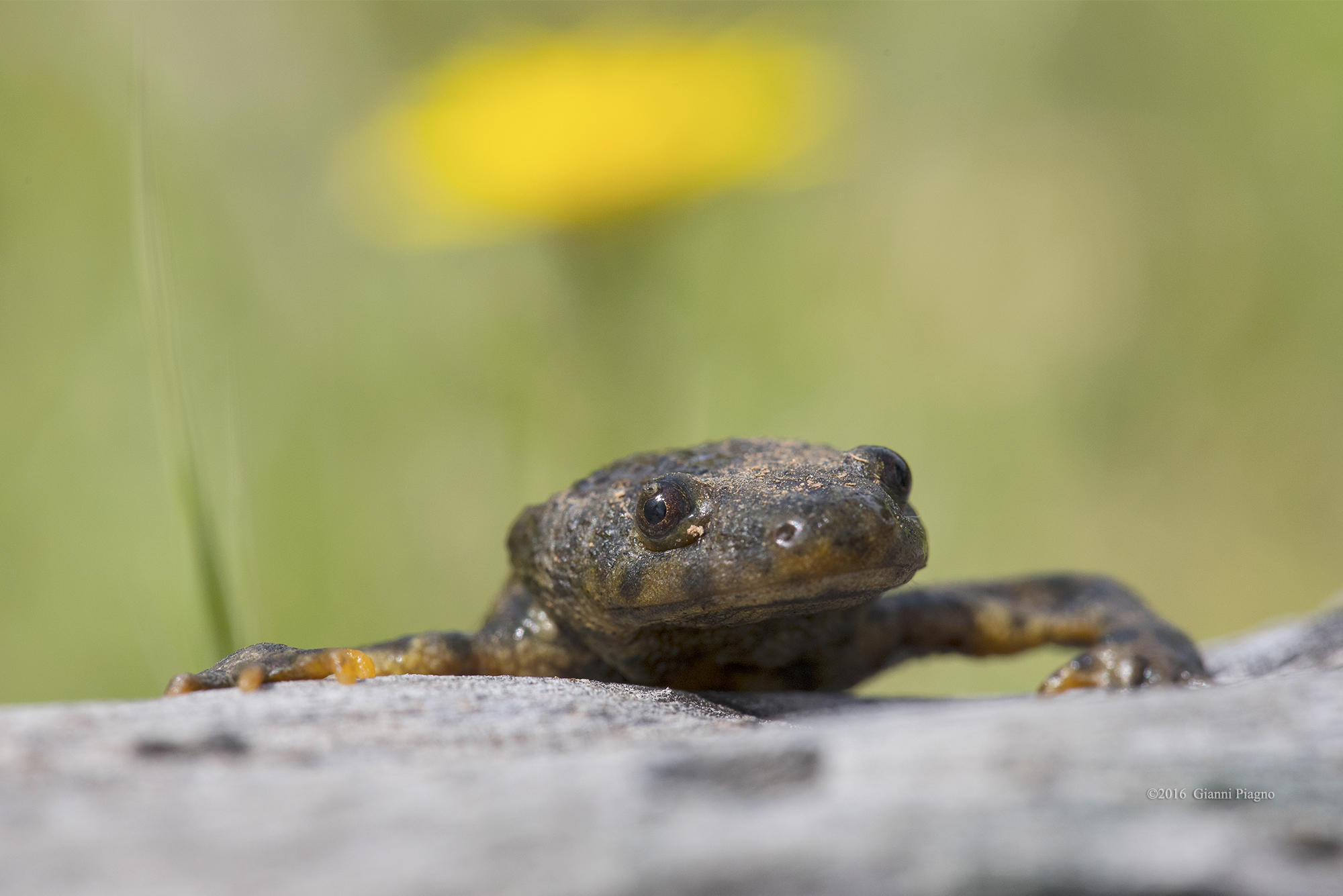 Pant…pant che fatica!