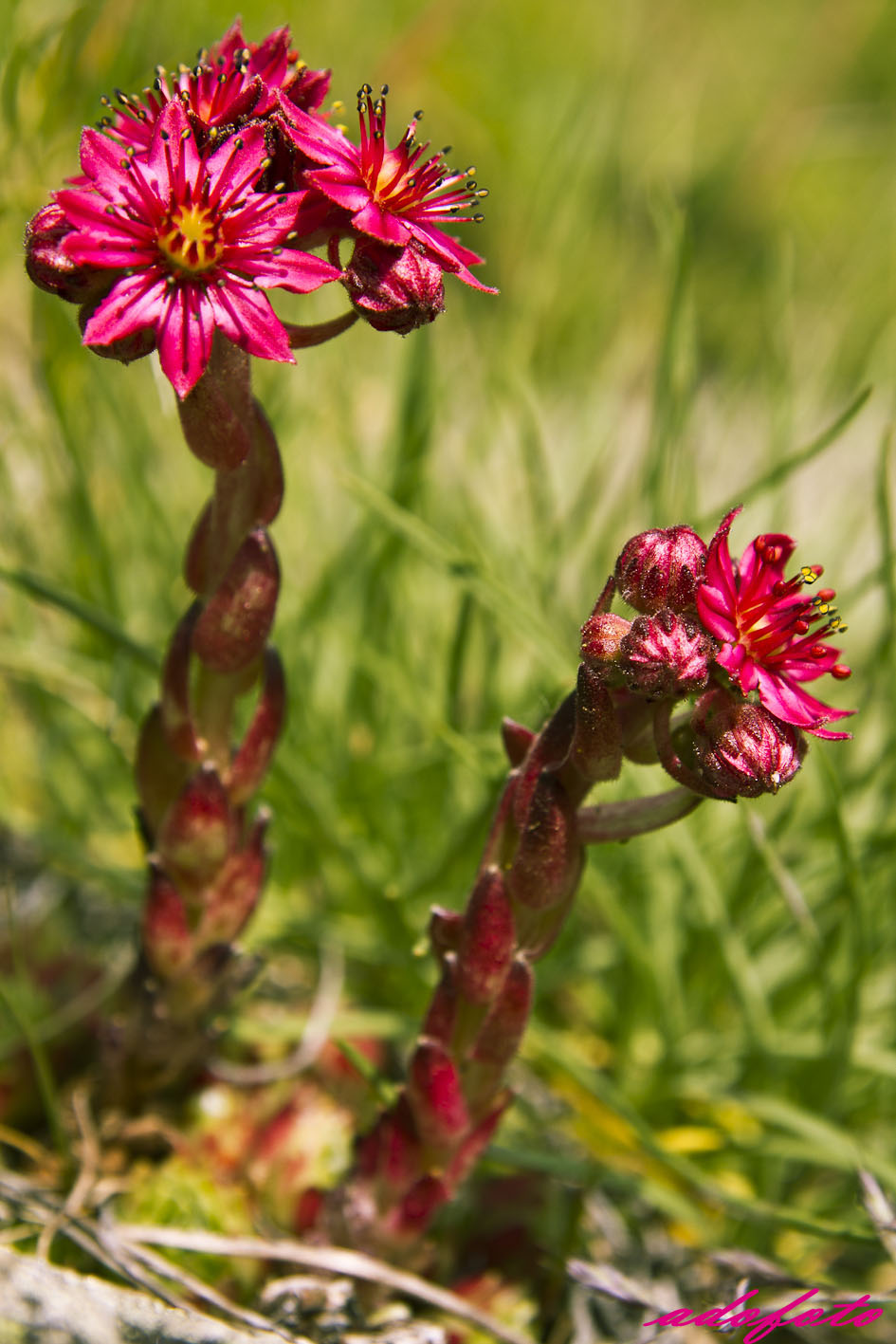 fiore di montagna