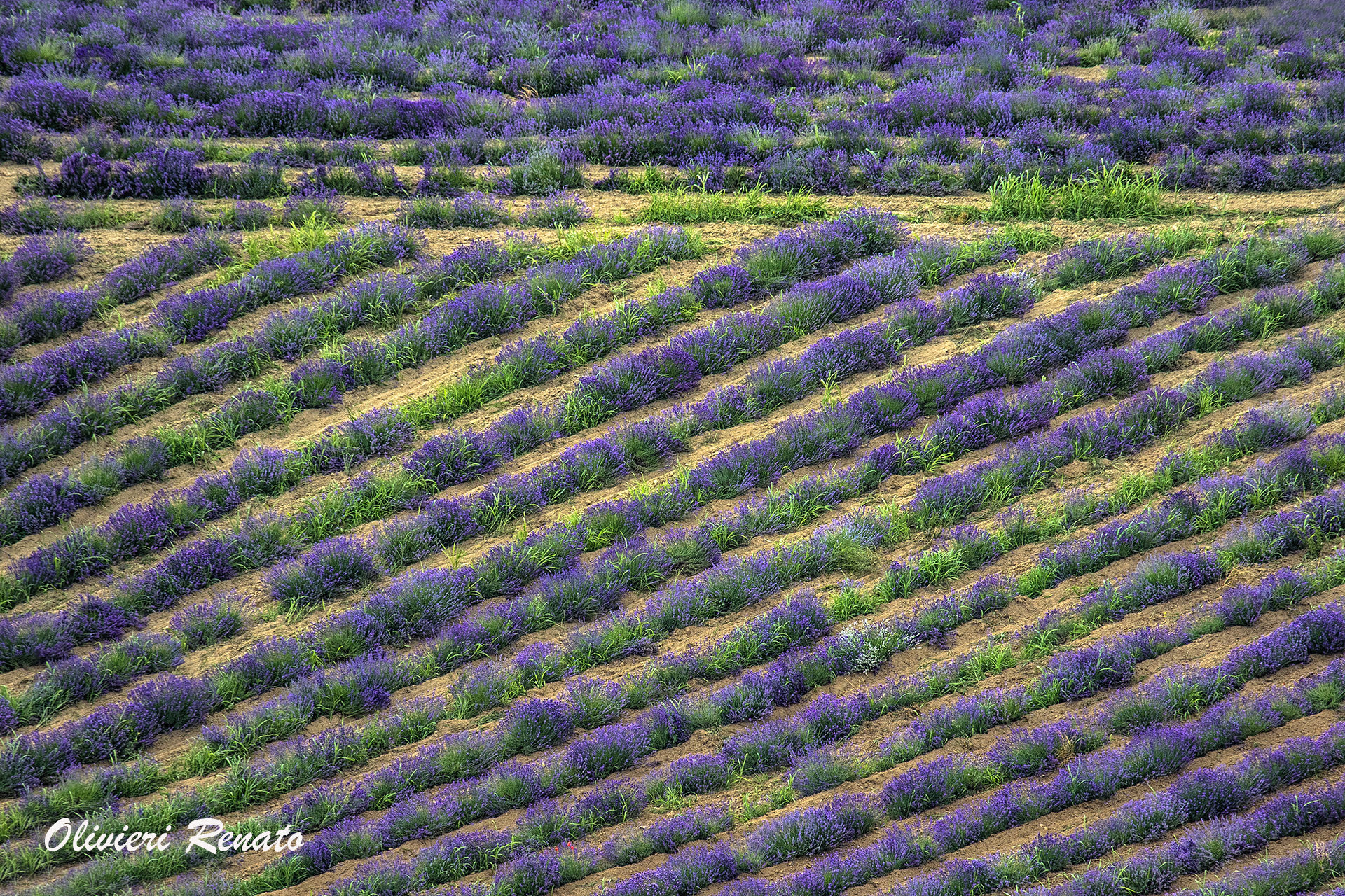 Campo di lavanda