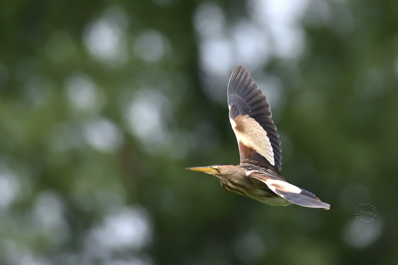Tarabusina (Ixobrychus minutus)