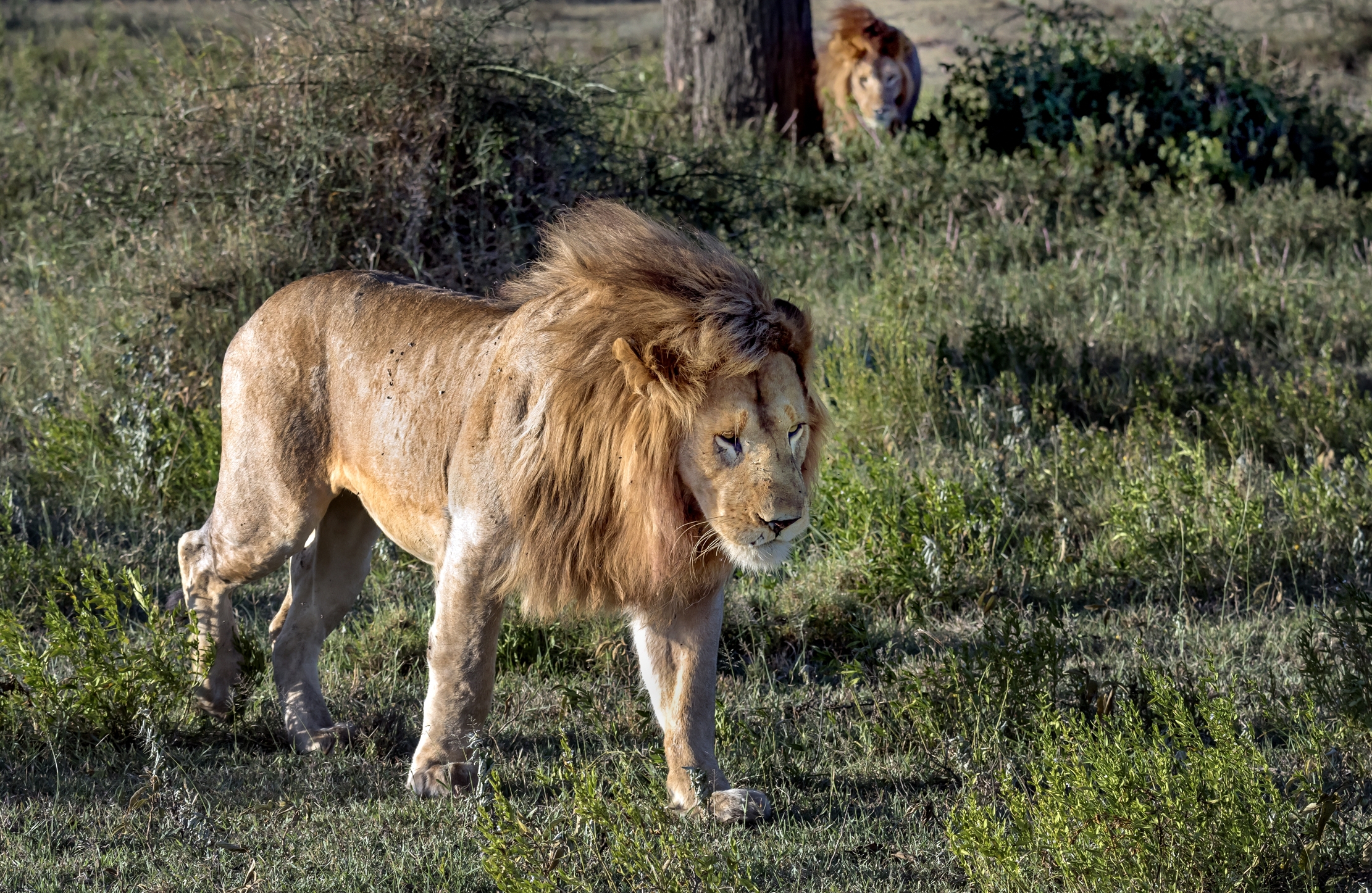 Tanzania 2016 - Lions