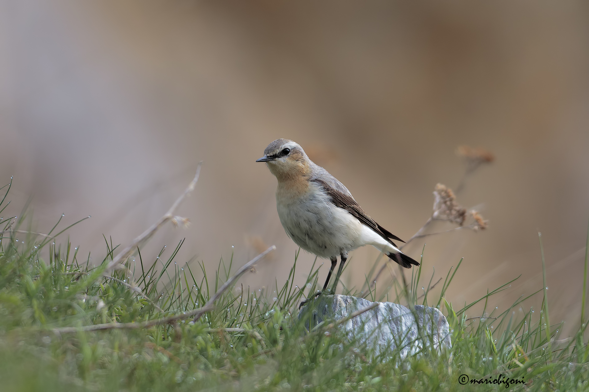 wheatear
