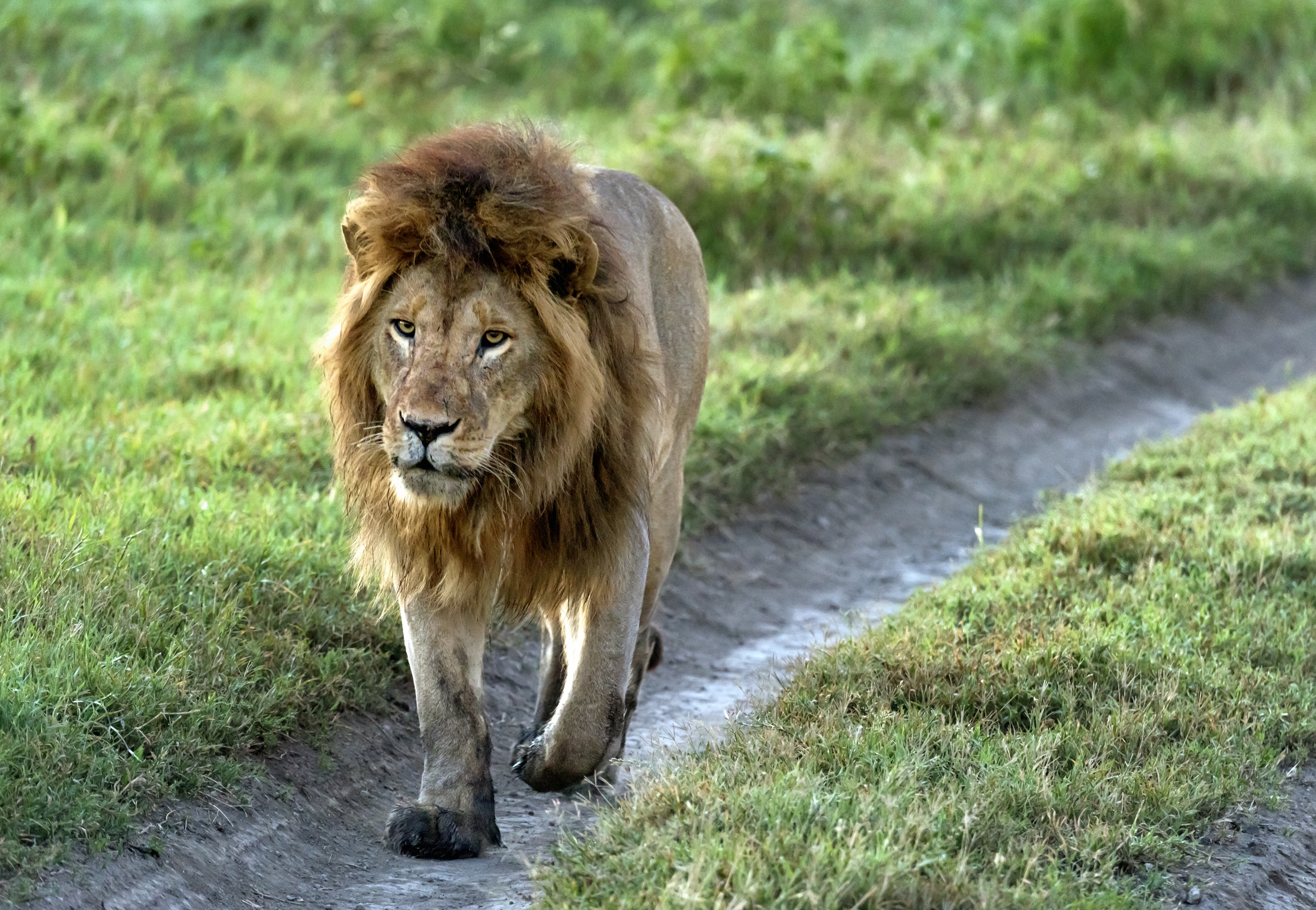 Tanzania 2016 - Lion