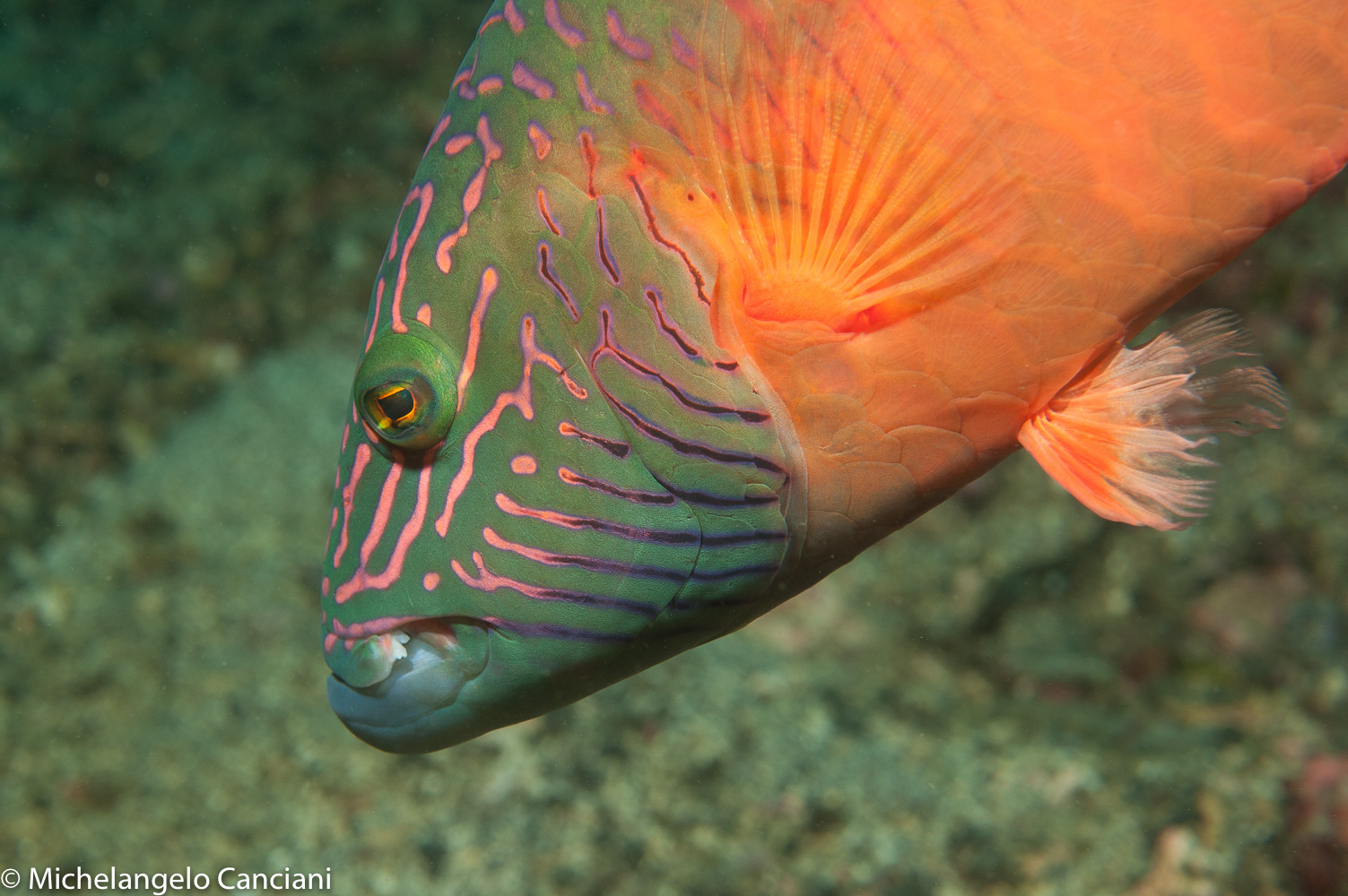 oxycheilinus digramma