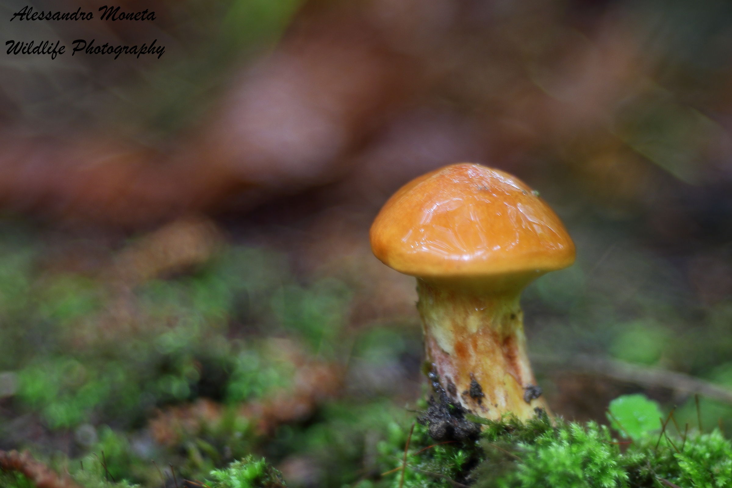 Magic of the undergrowth