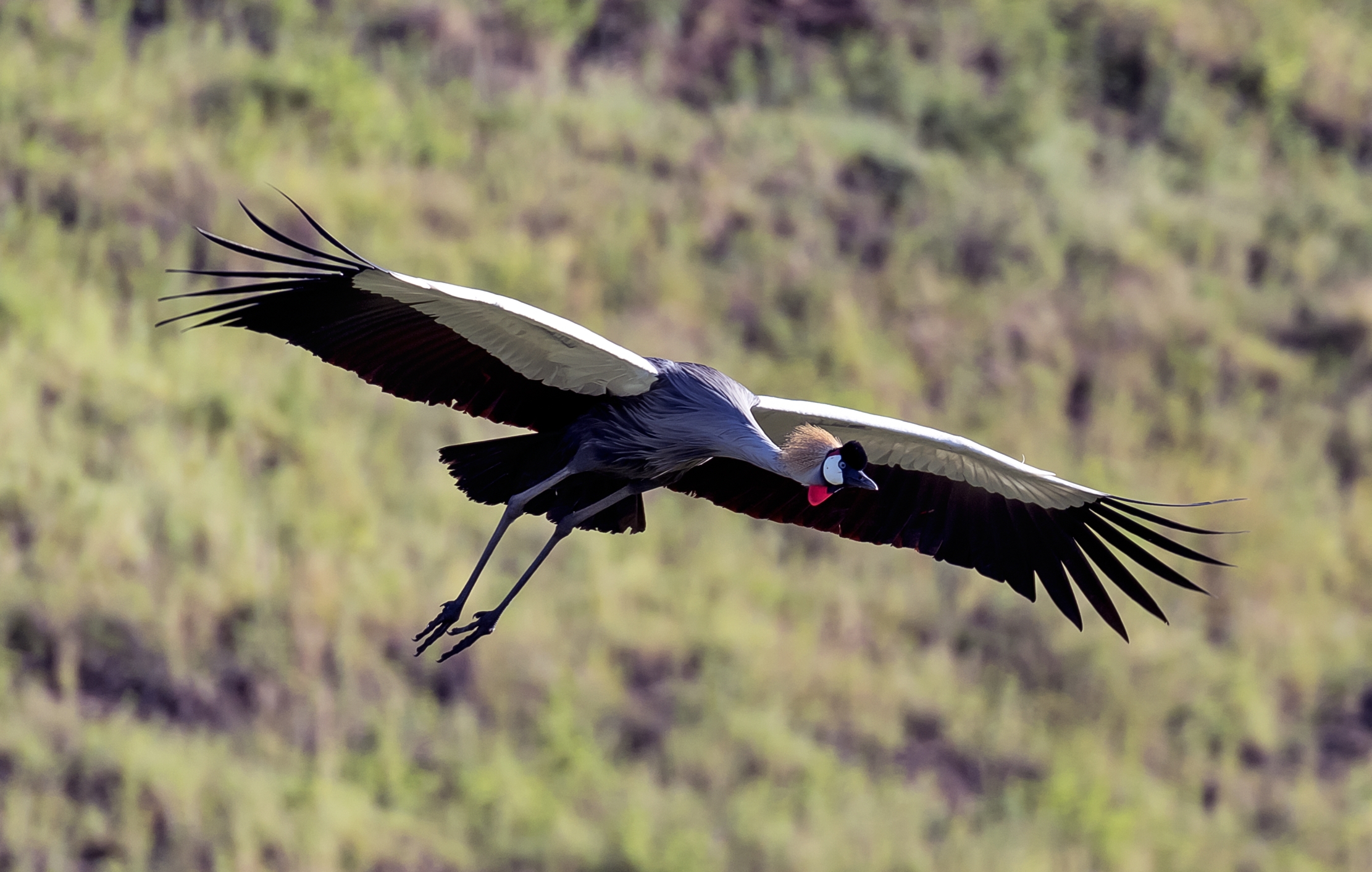 Tanzania 2016 - Gru coronata