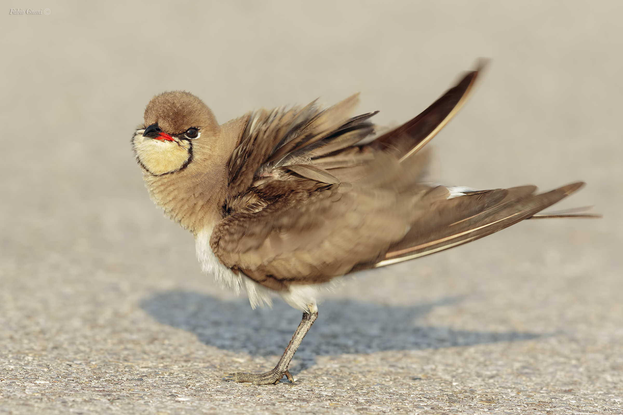 The shake "sea Pernice"