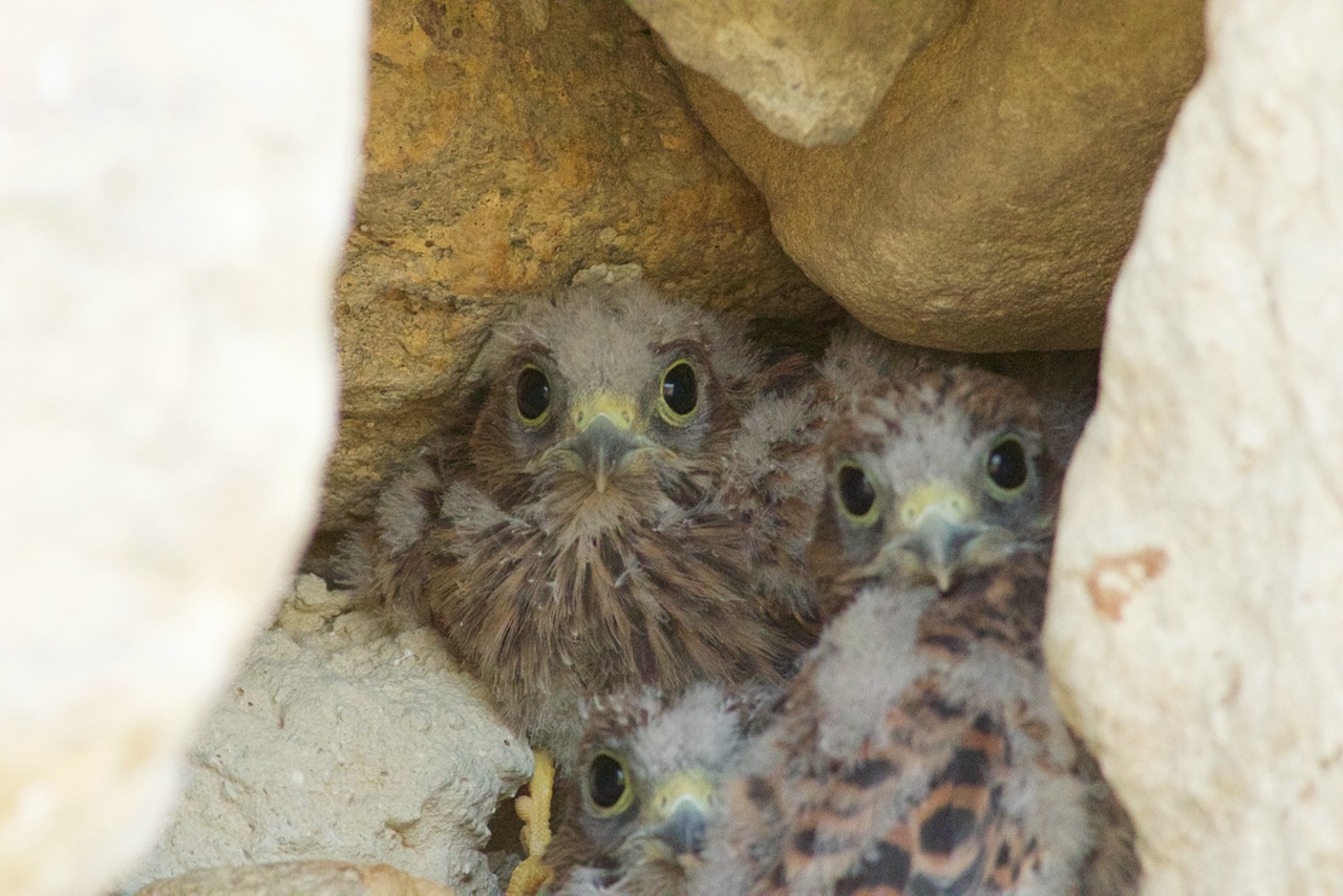 chicks of lesser kestrel