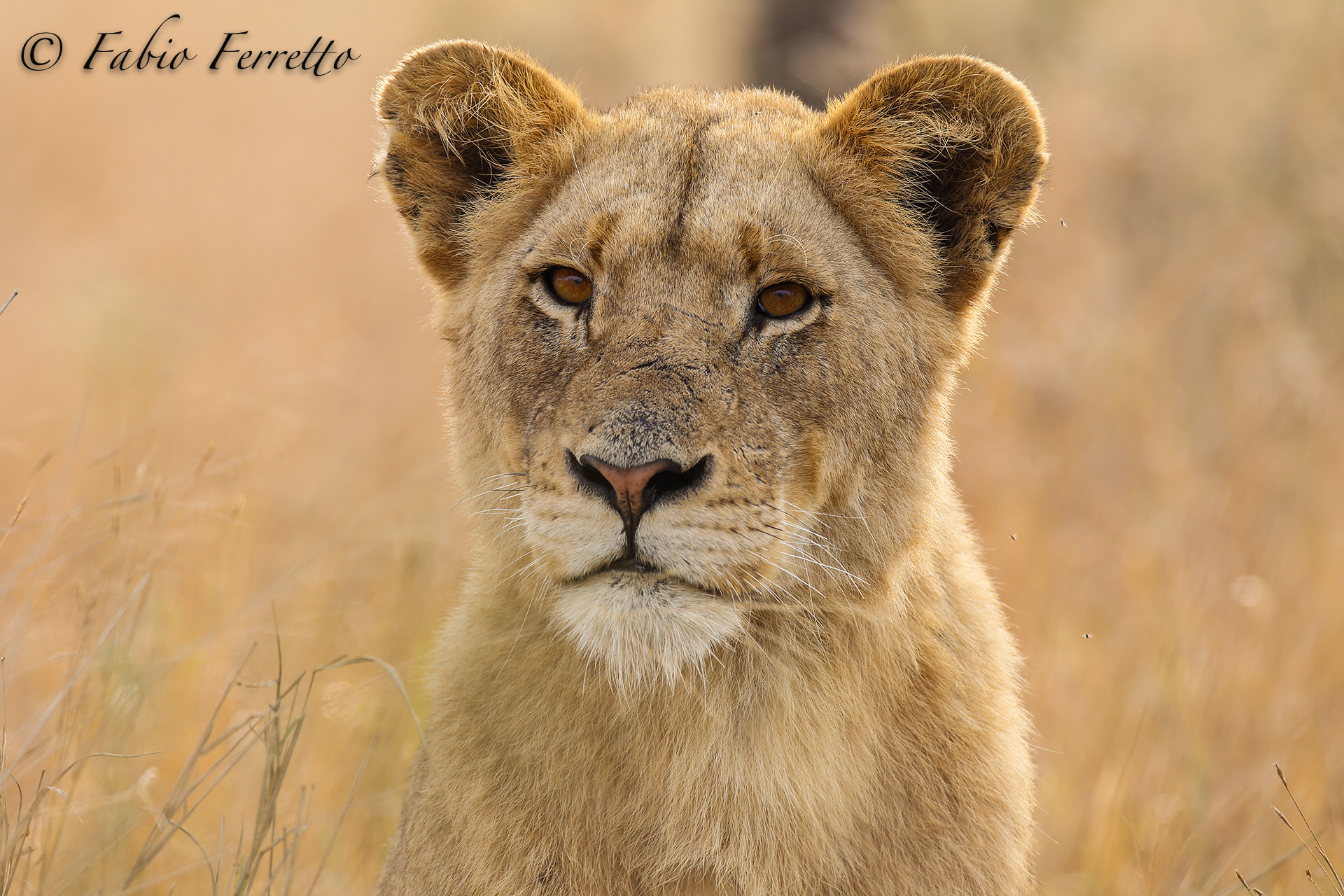 Portrait of lioness