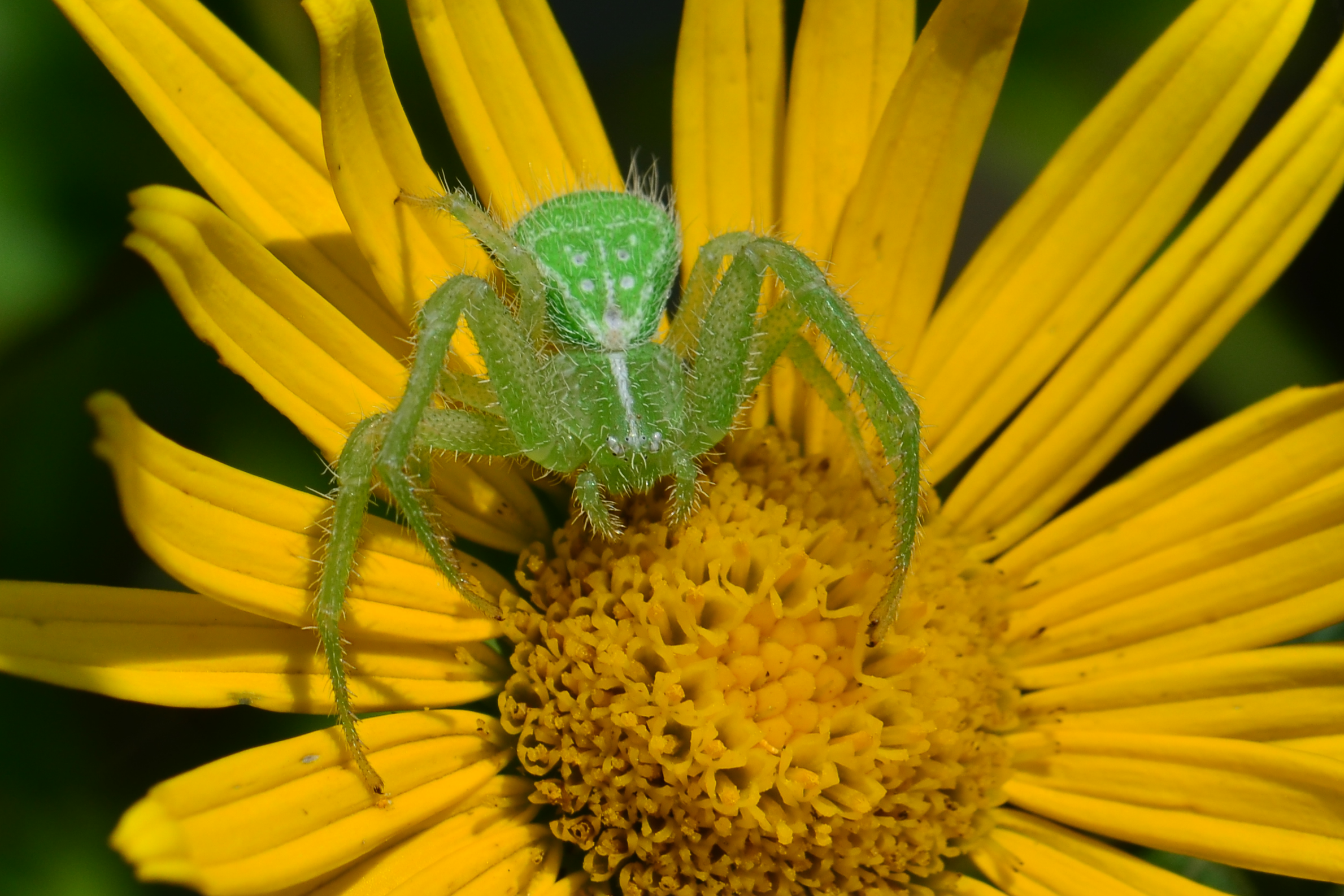 Heriaeus graminicola