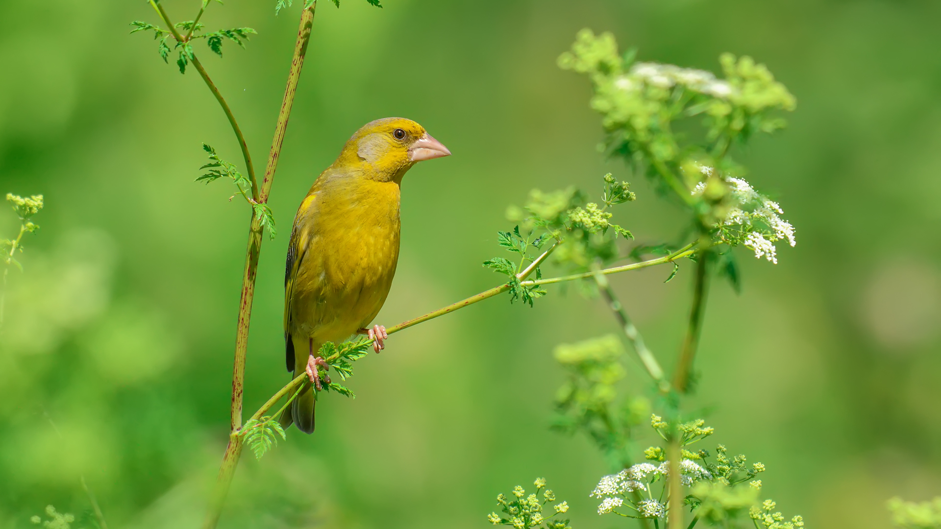 chloris Verdone / Clori