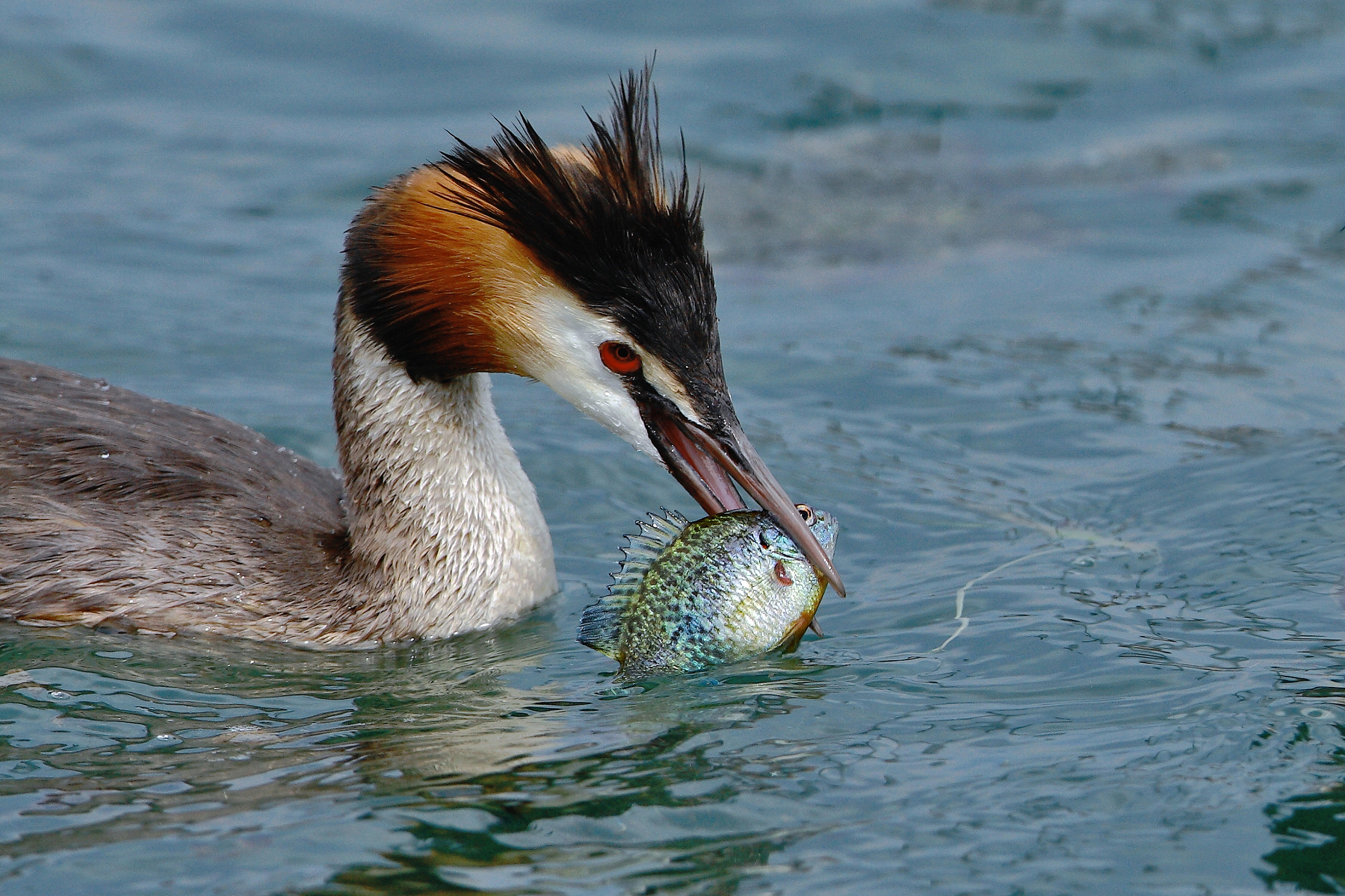 Grebe greedy.