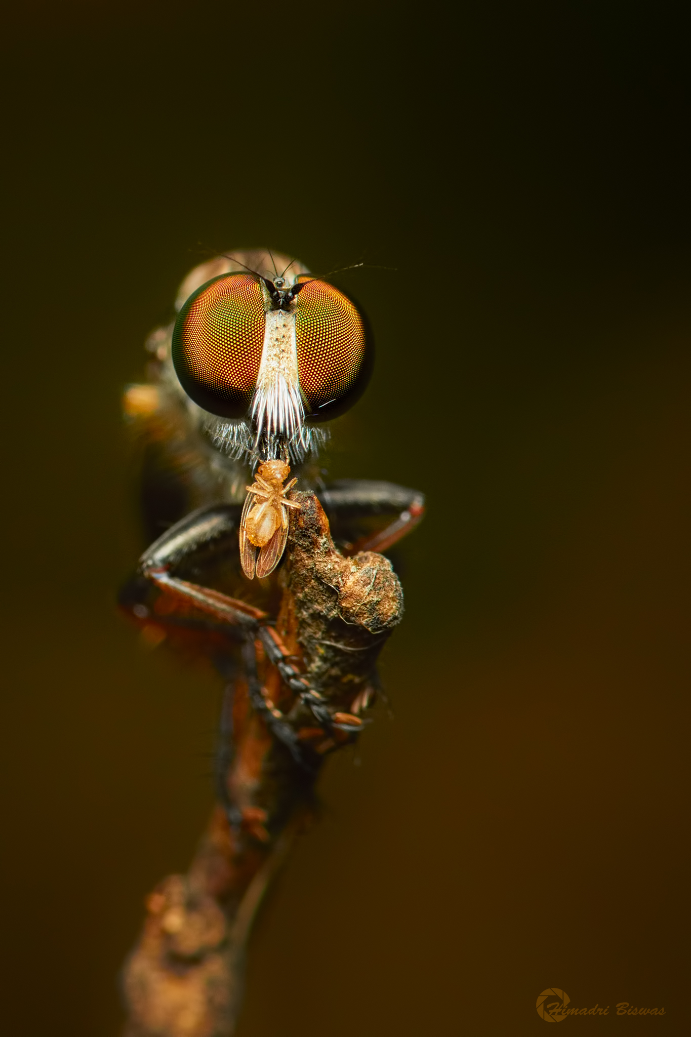 Robber fly with catch