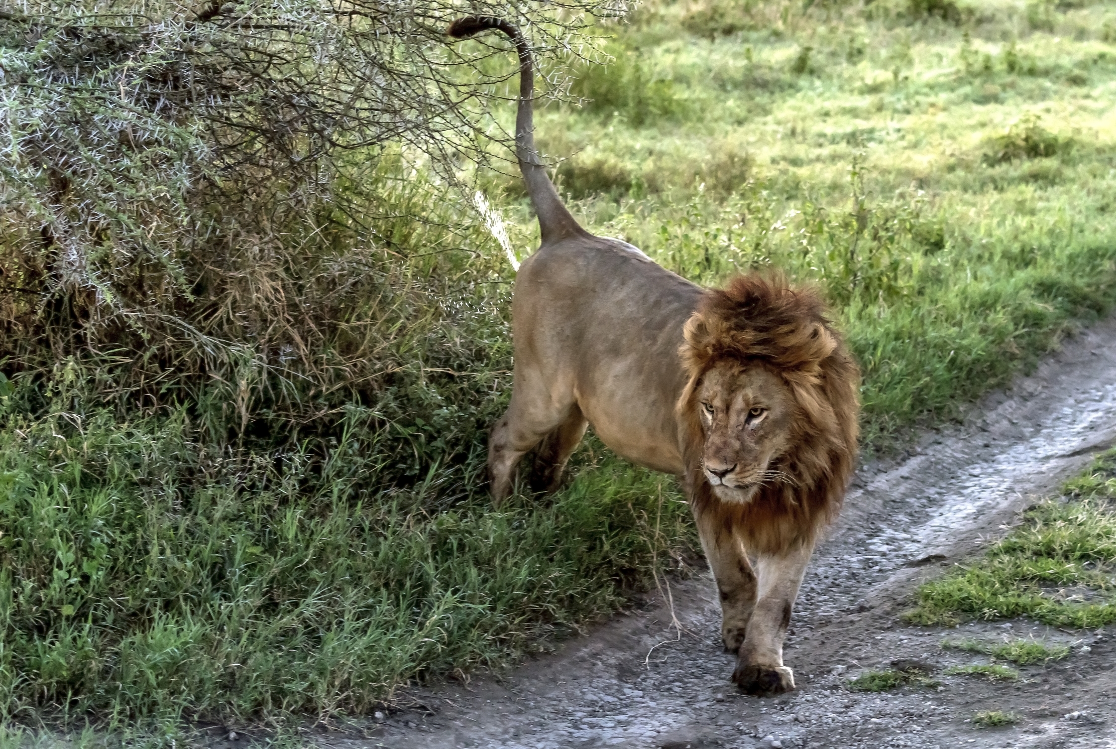 Tanzania 2016 - Lion