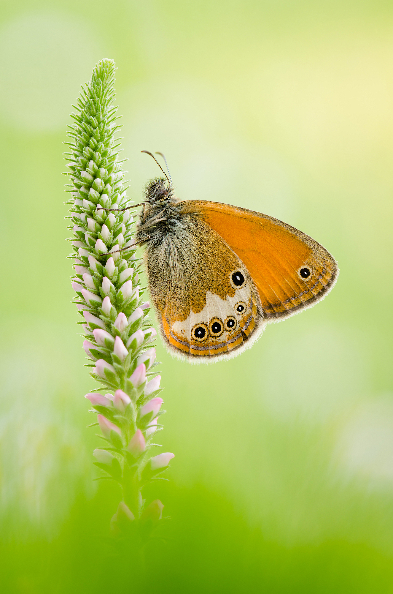 Arcania Coenonympha