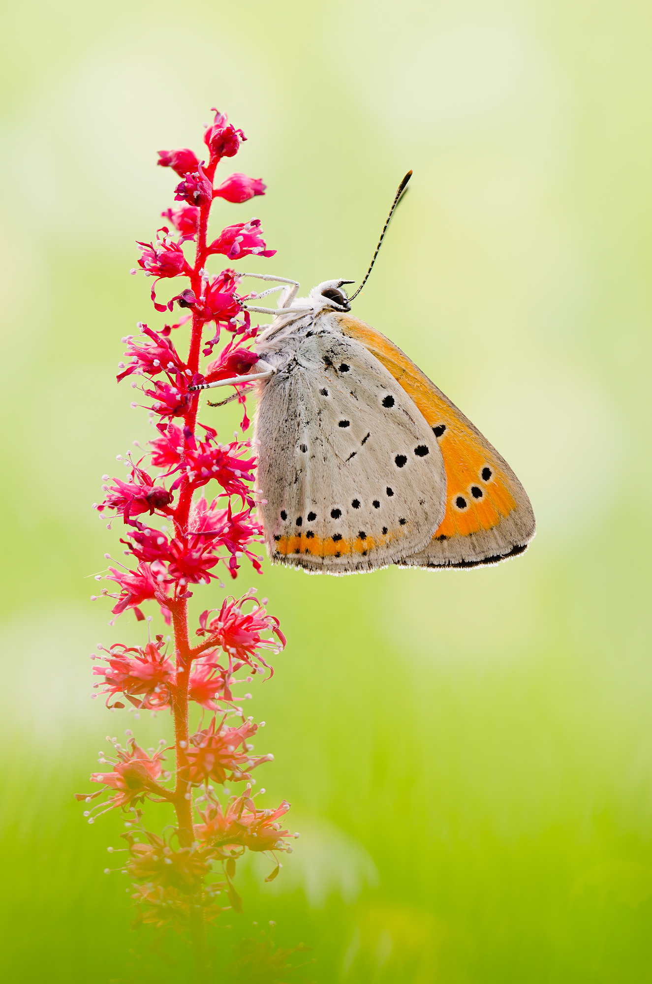 Lycaena dispar