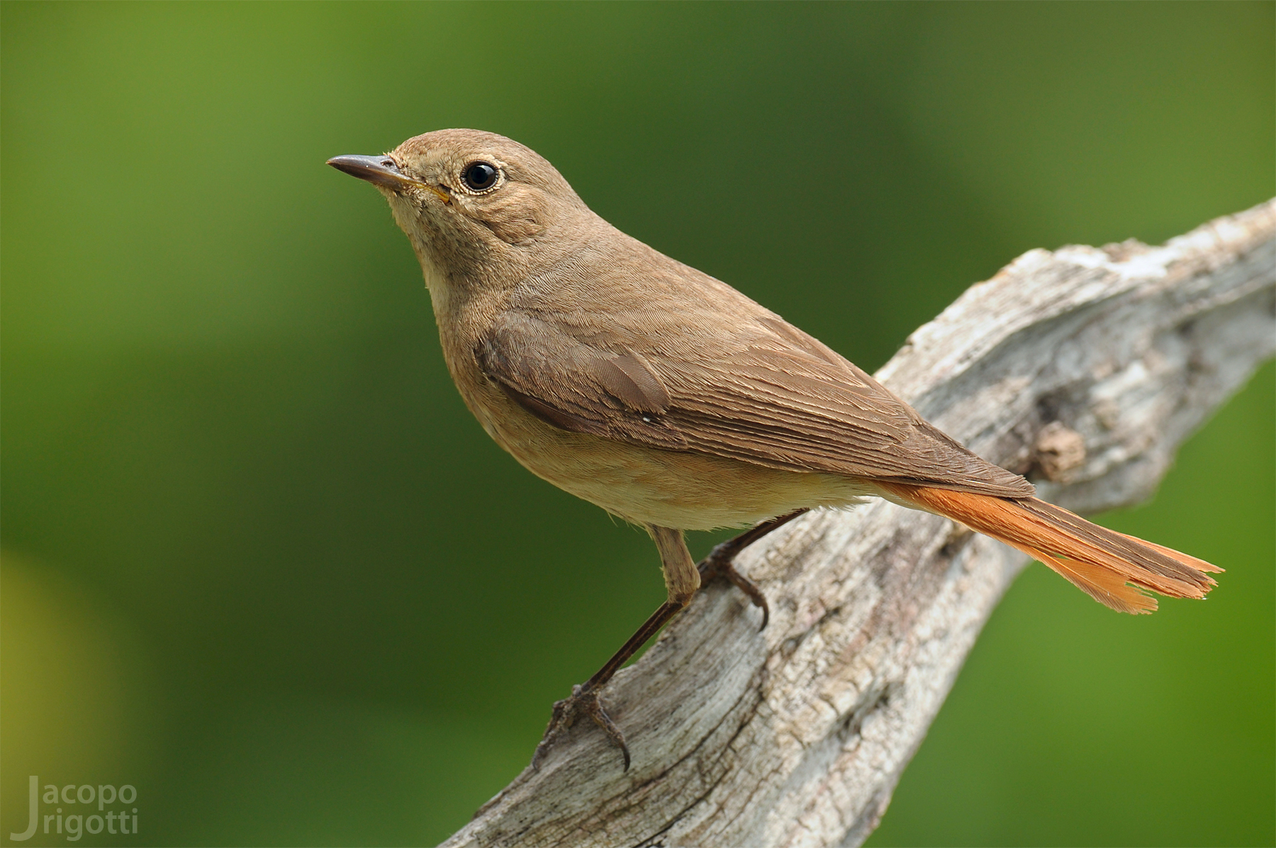 Redstart (Phoenicurus phoenicurus) female