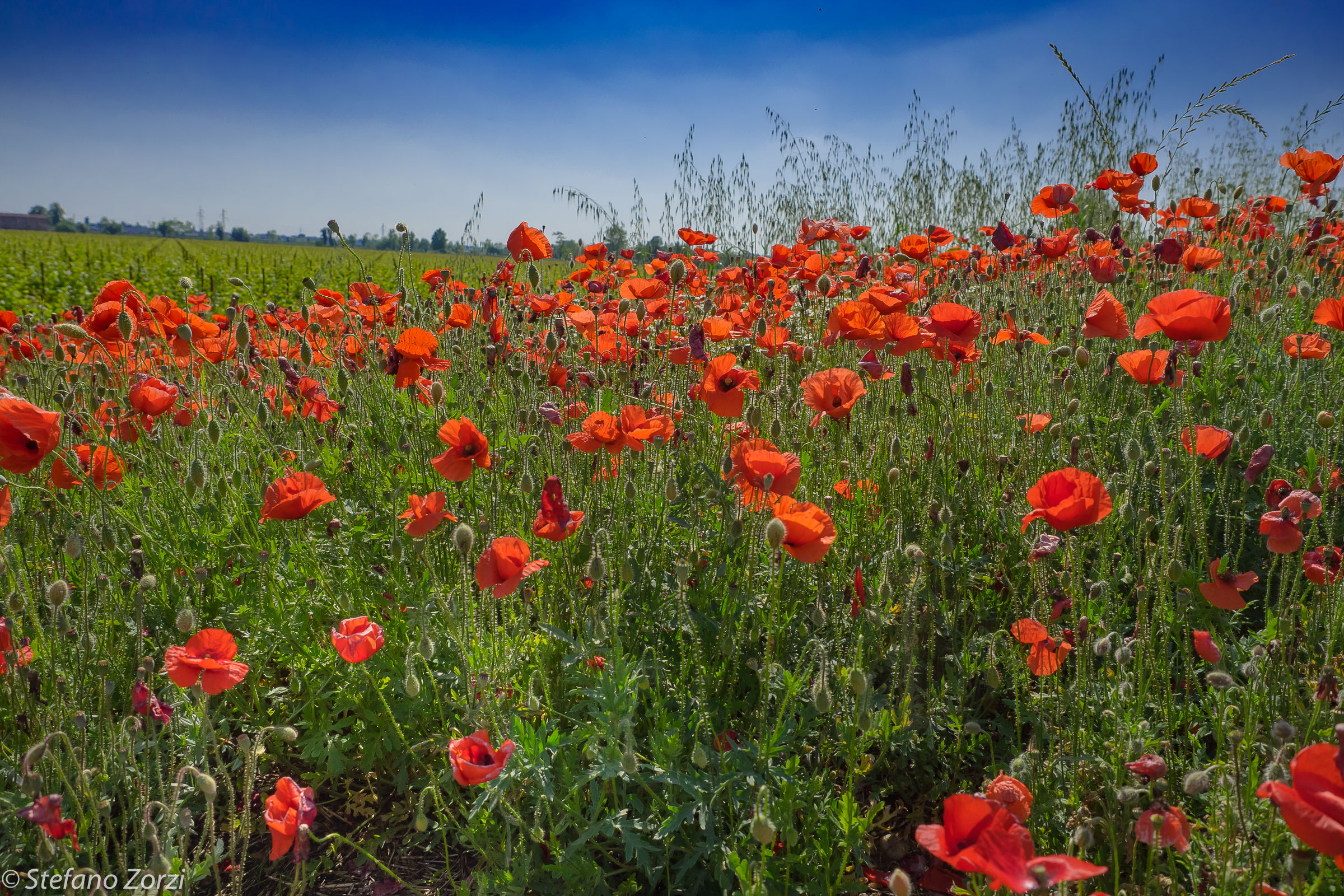 poppies