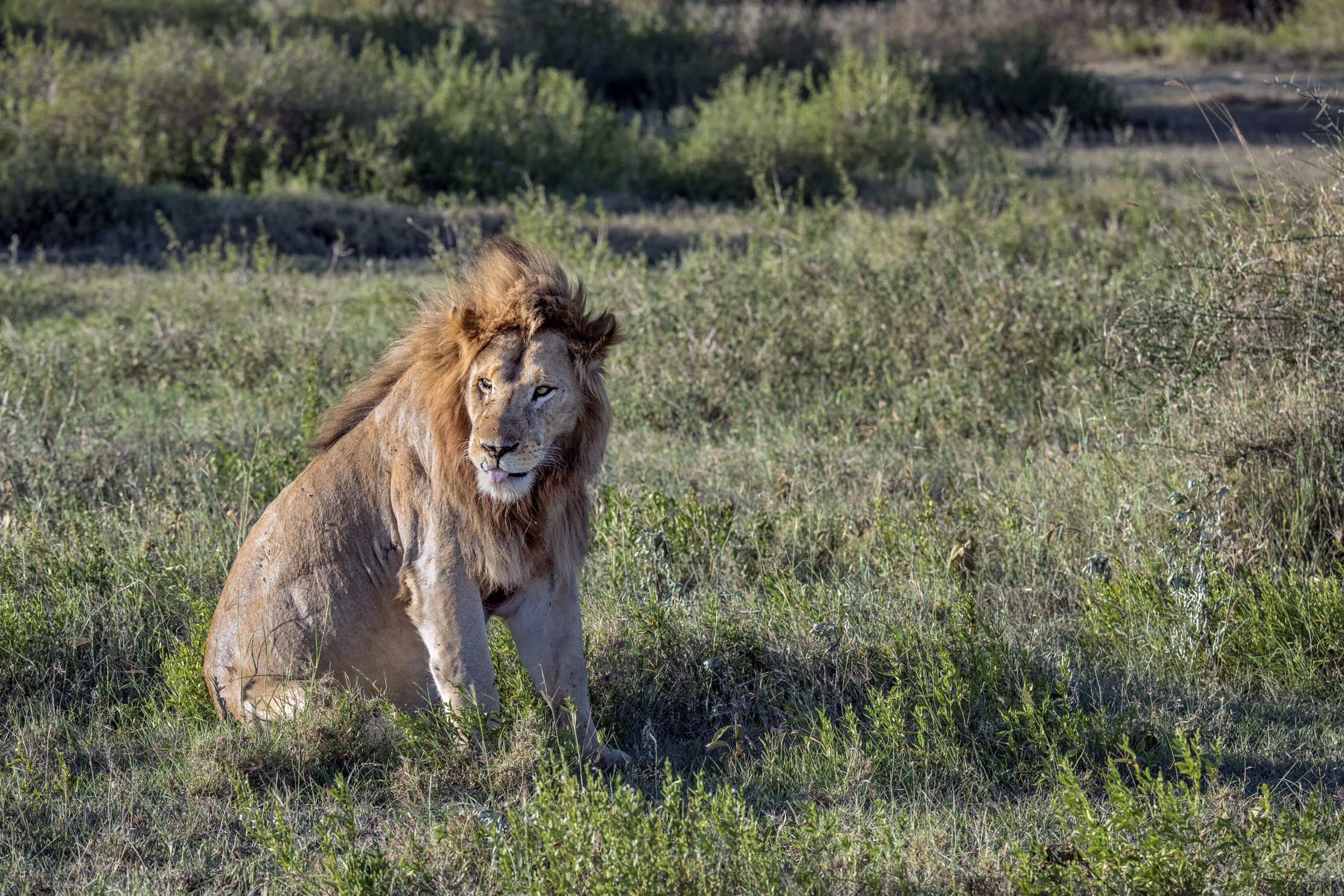 Tanzania 2016 - Lion