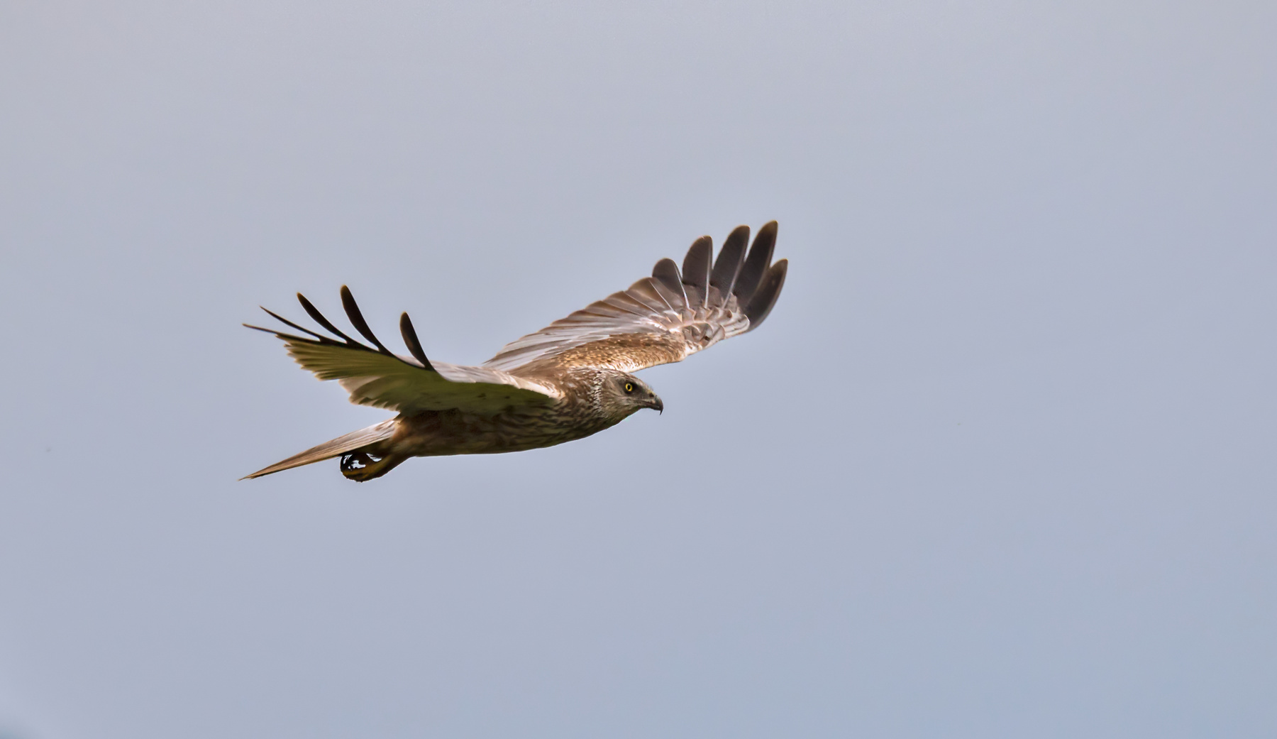Marsh harrier
