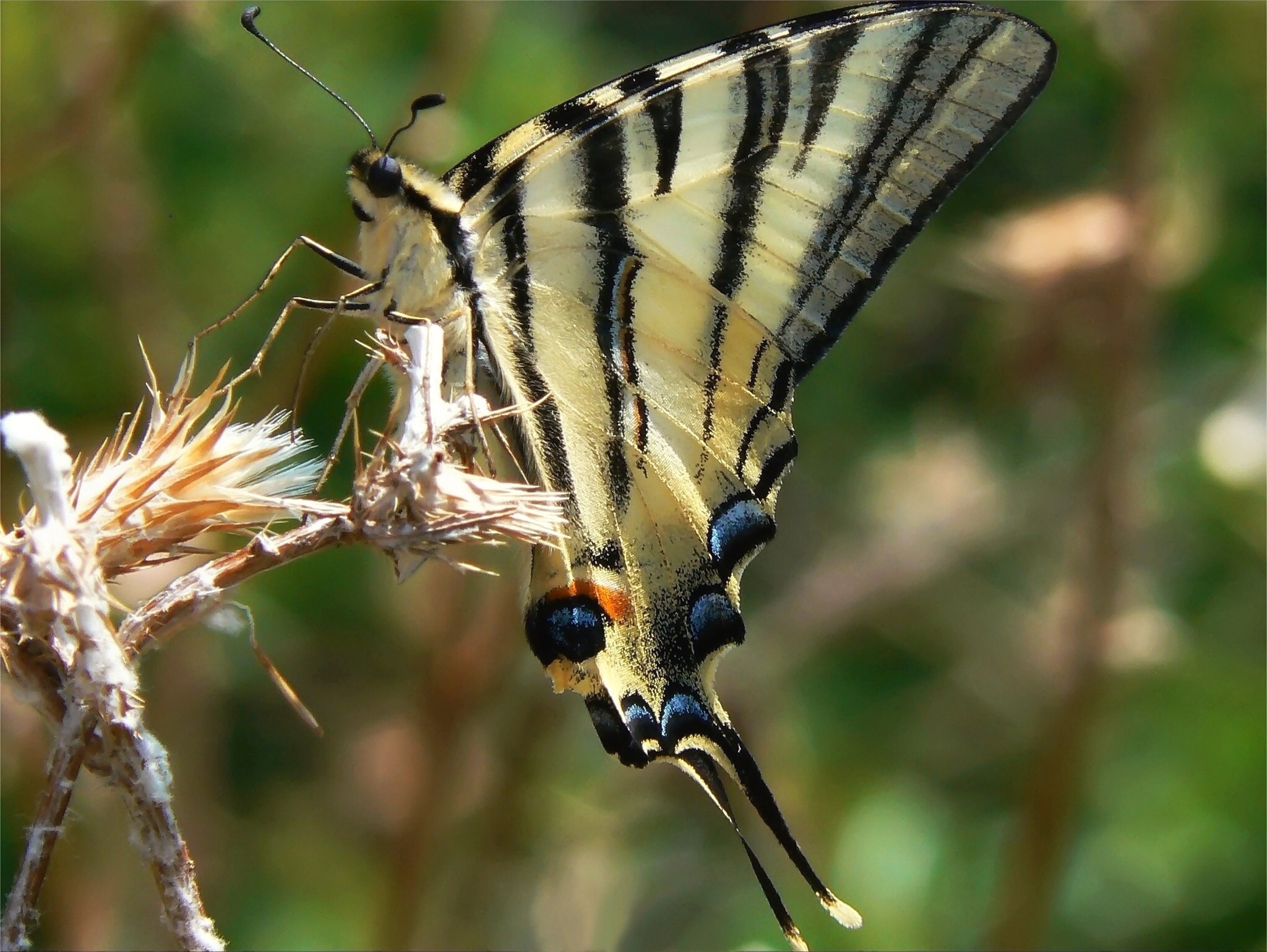 Profilo di Podalirio