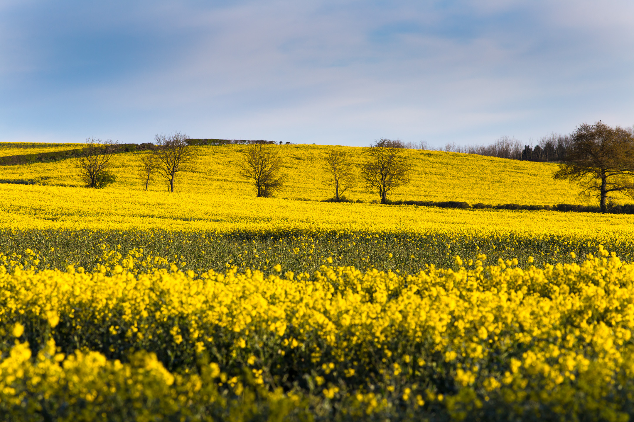 yellow Fields