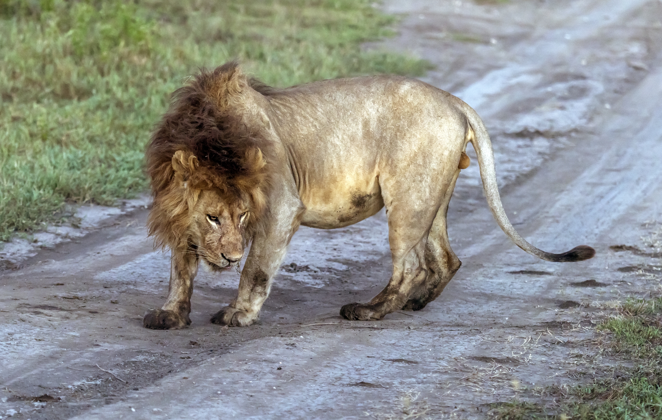 Tanzania 2016 - Lion