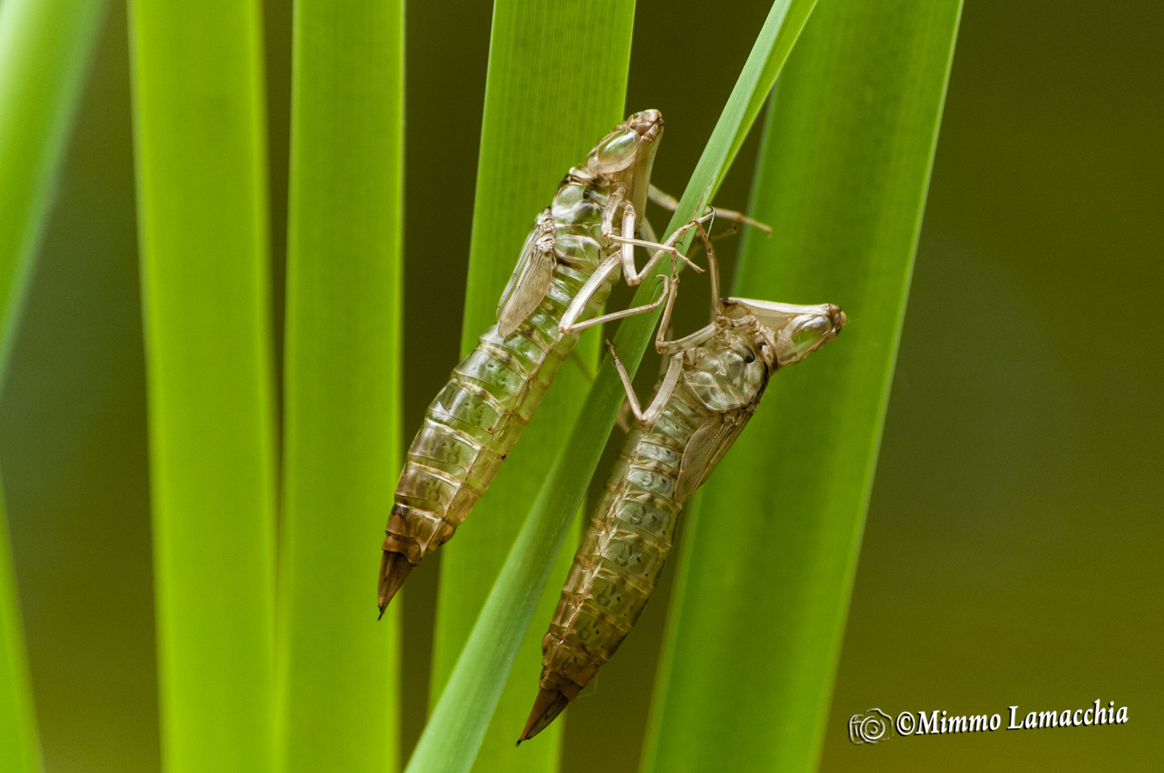 'involucro esterno di una pupa di libellula depressa