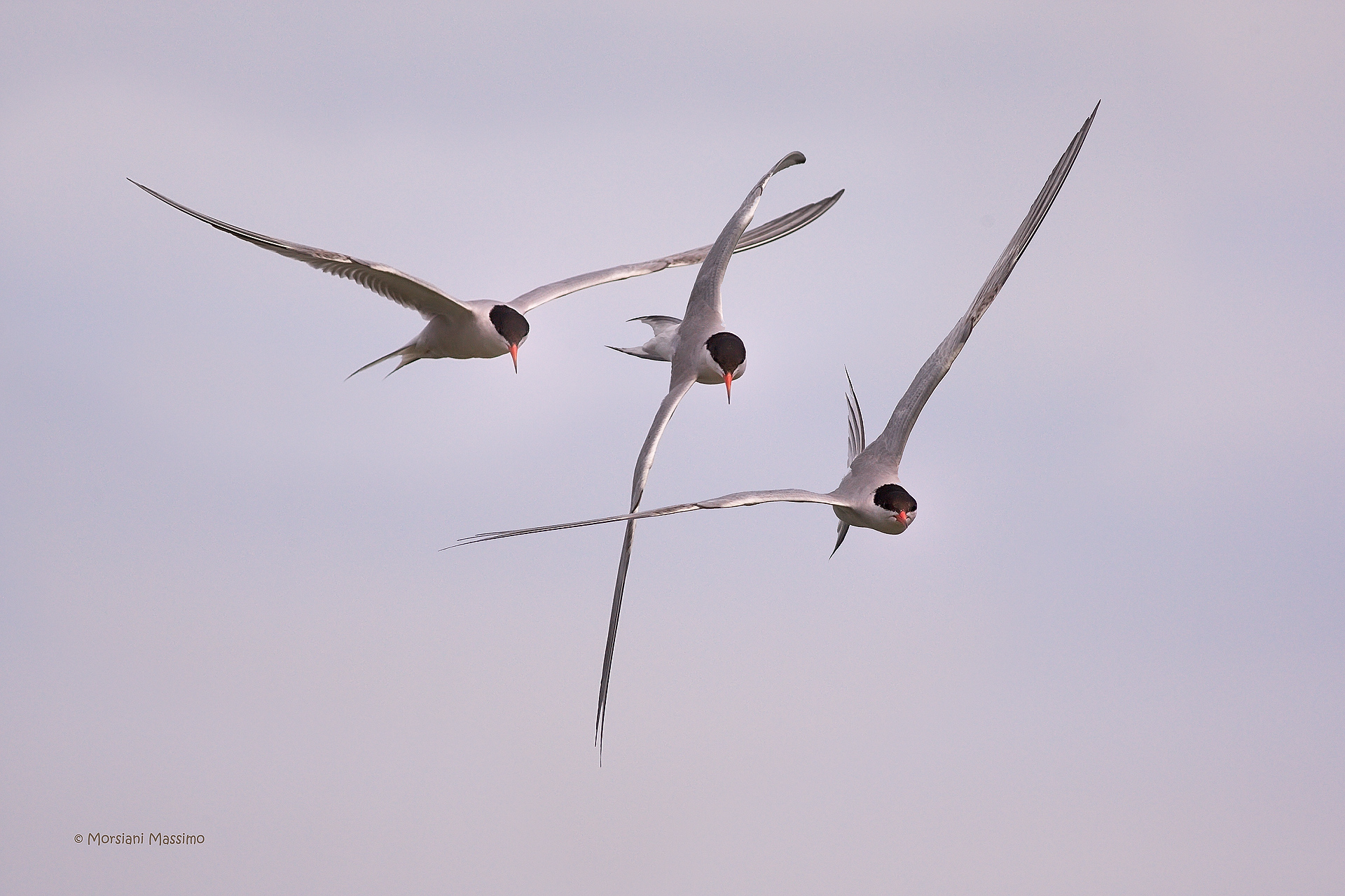 Tern in flight over