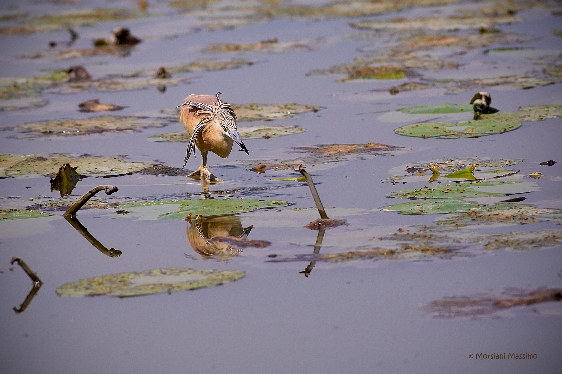 Sgarza ciuffett .... ona