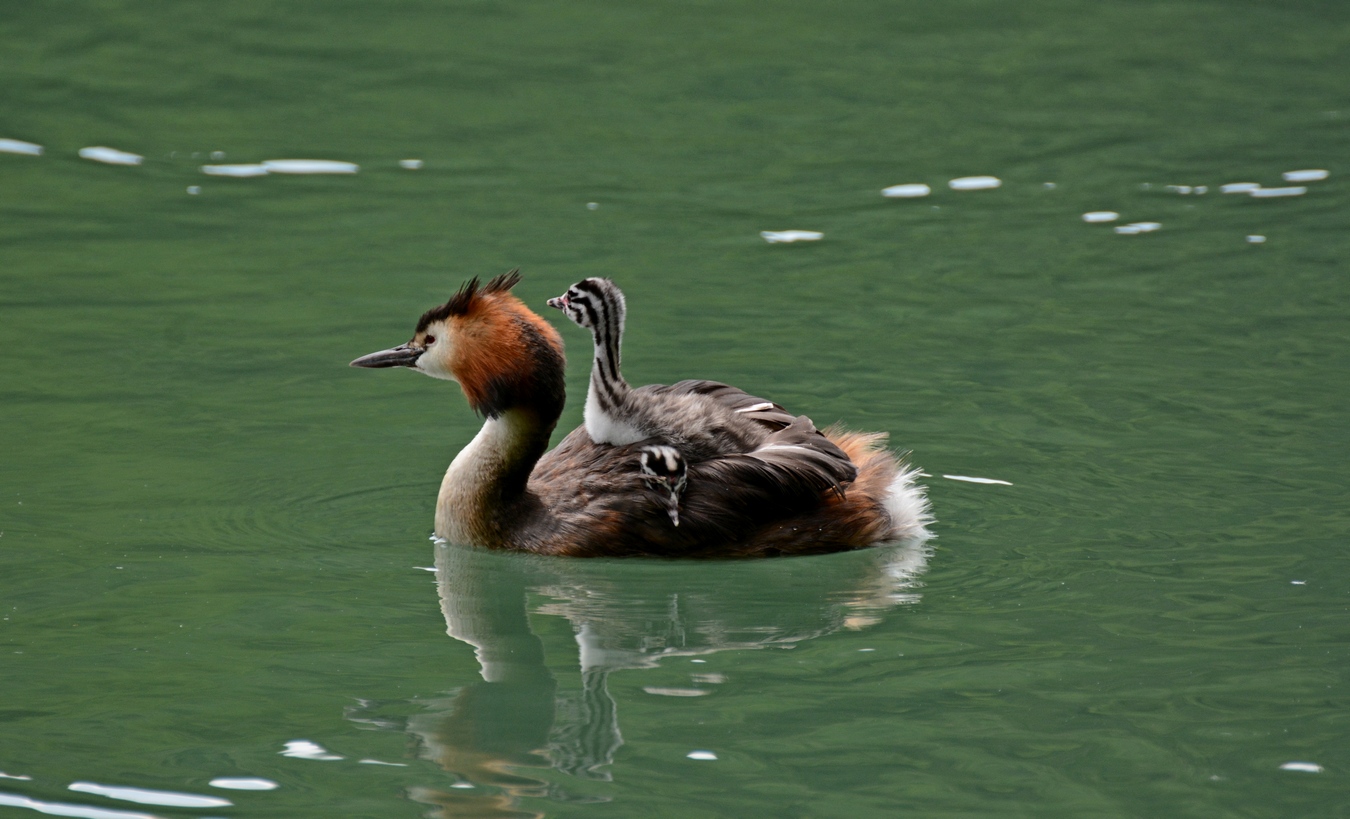 Mi dai un passaggio?