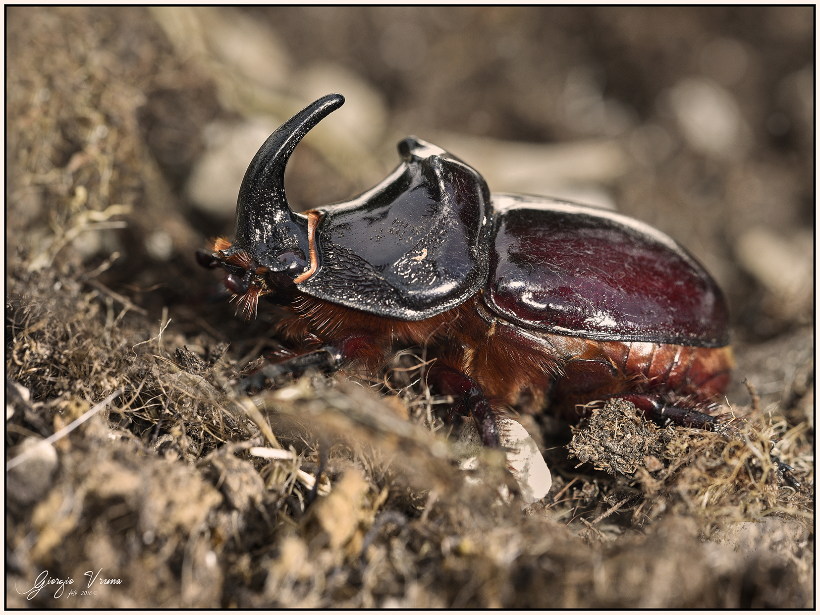 Rhinoceros beetle ..