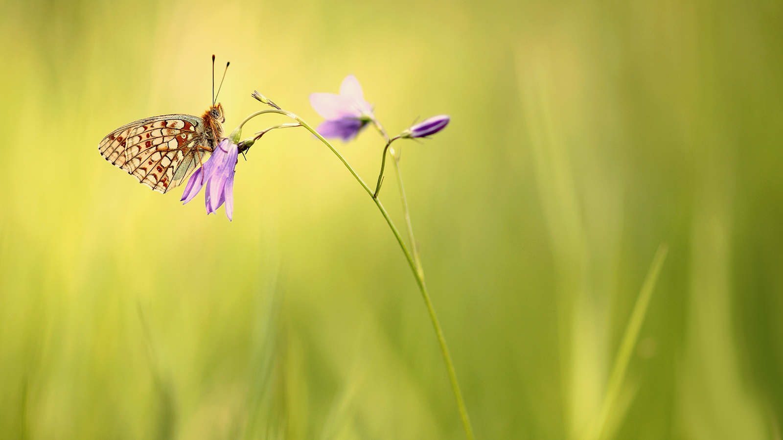 Heaven they hail as father, earth as mother...