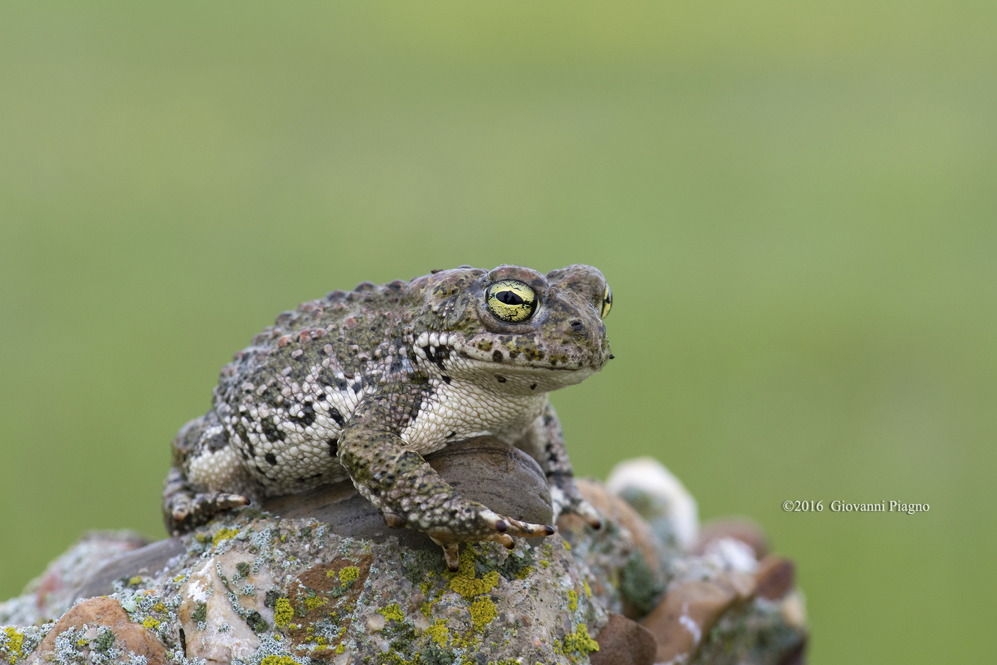 Rospo calamita (Bufo calamita)