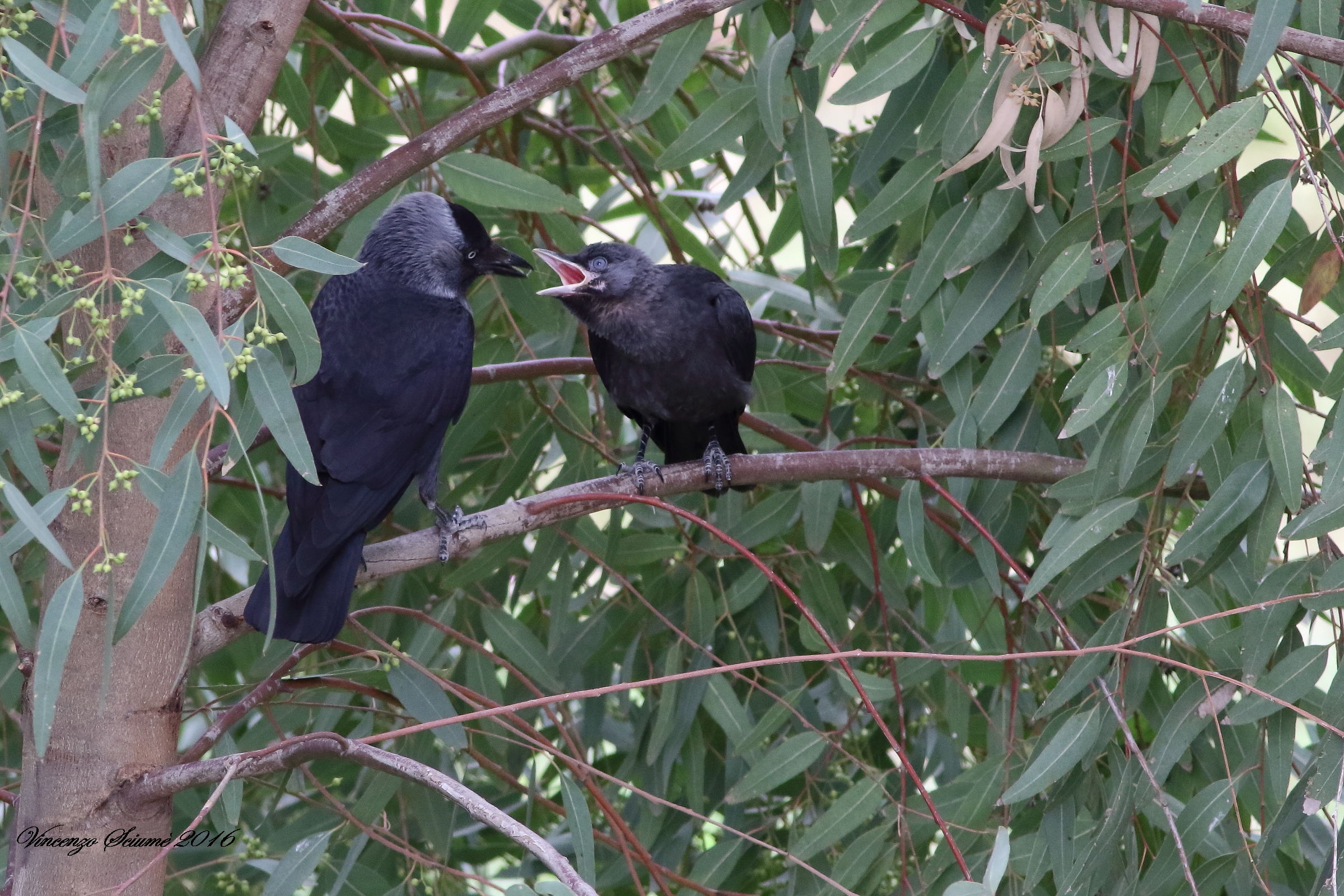 Jackdaw with children.