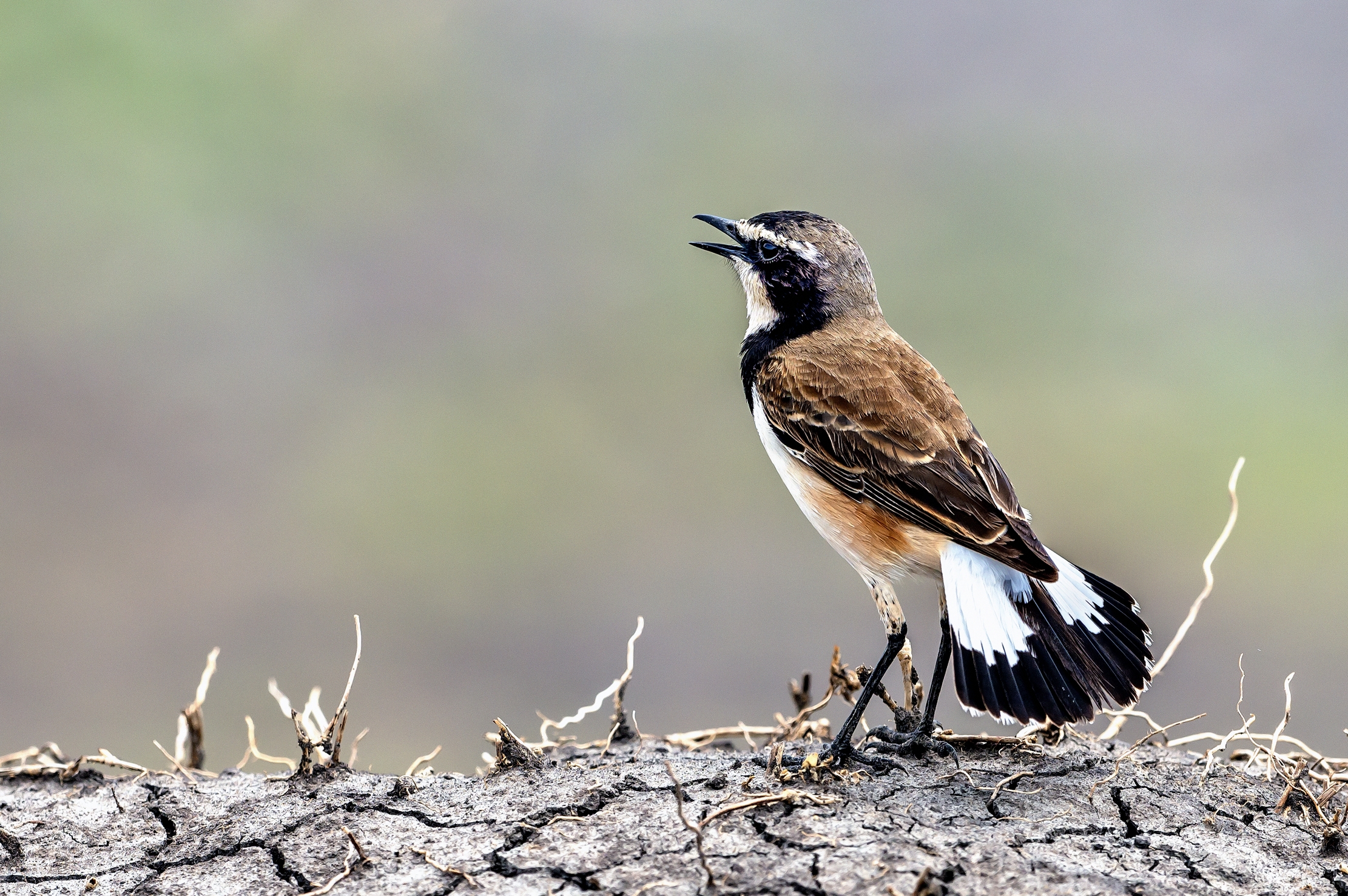 Tanzania 2016 - Capped wheatear (Oenanthe pileata)