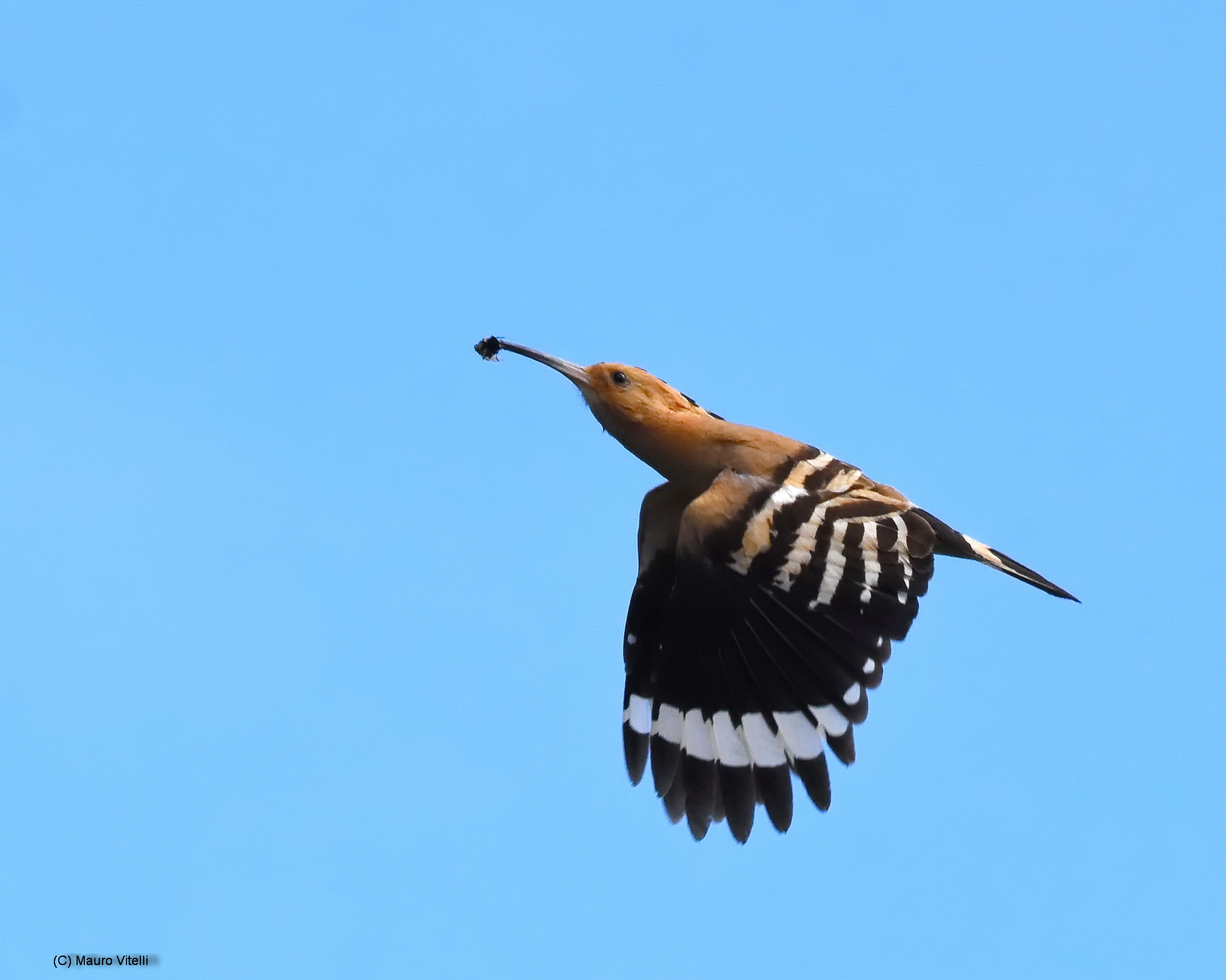 Hoopoe with prey