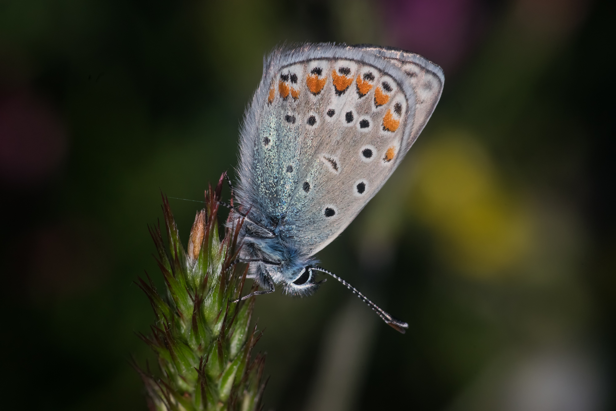 Polyommatus icarus