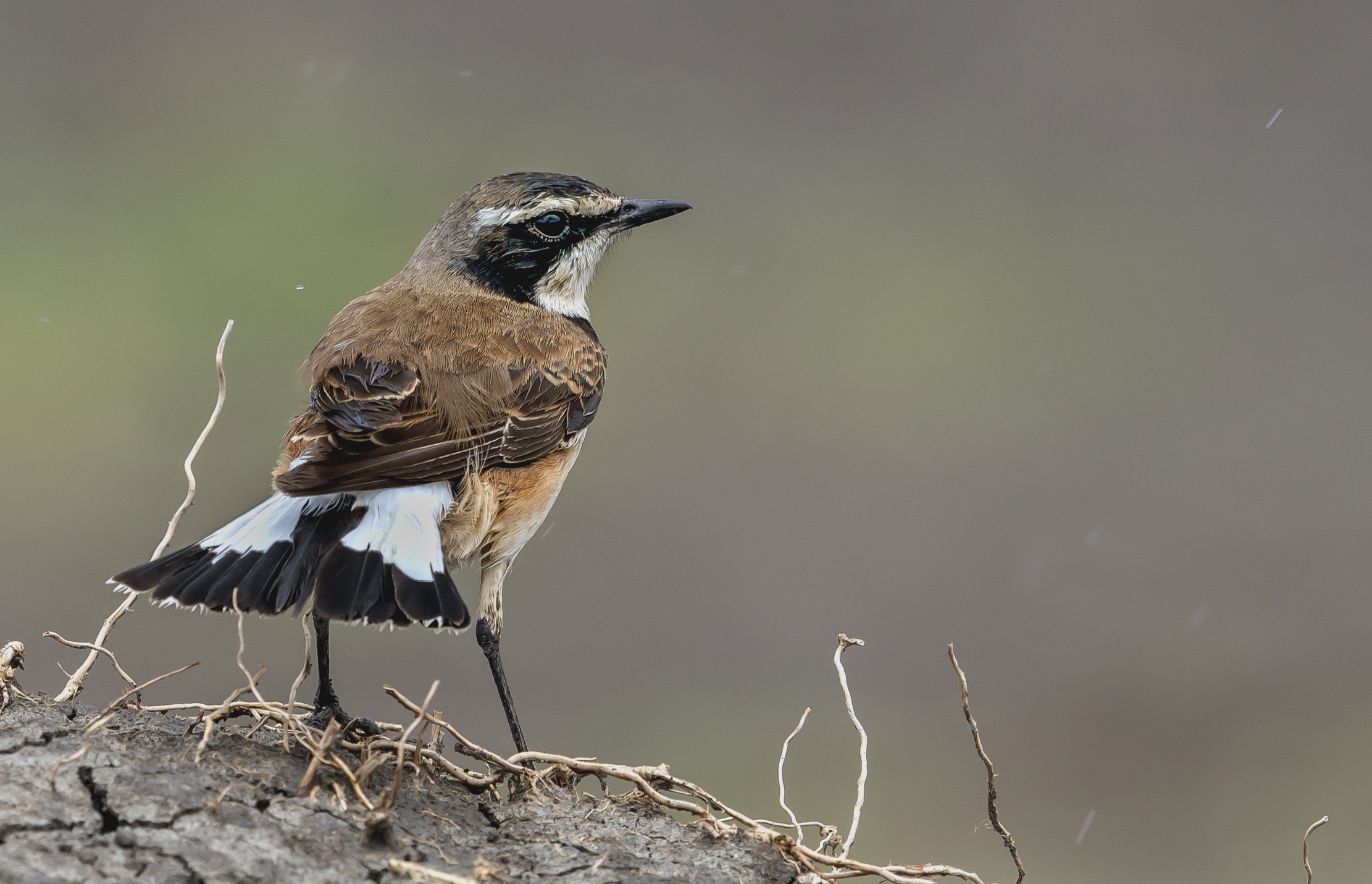 Tanzania 2016 - Capped wheatear (Oenanthe pileata)