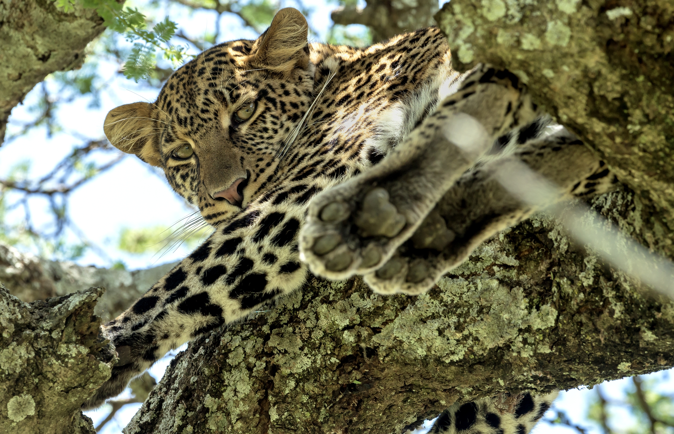 Tanzania 2016 - In alto tra i rami