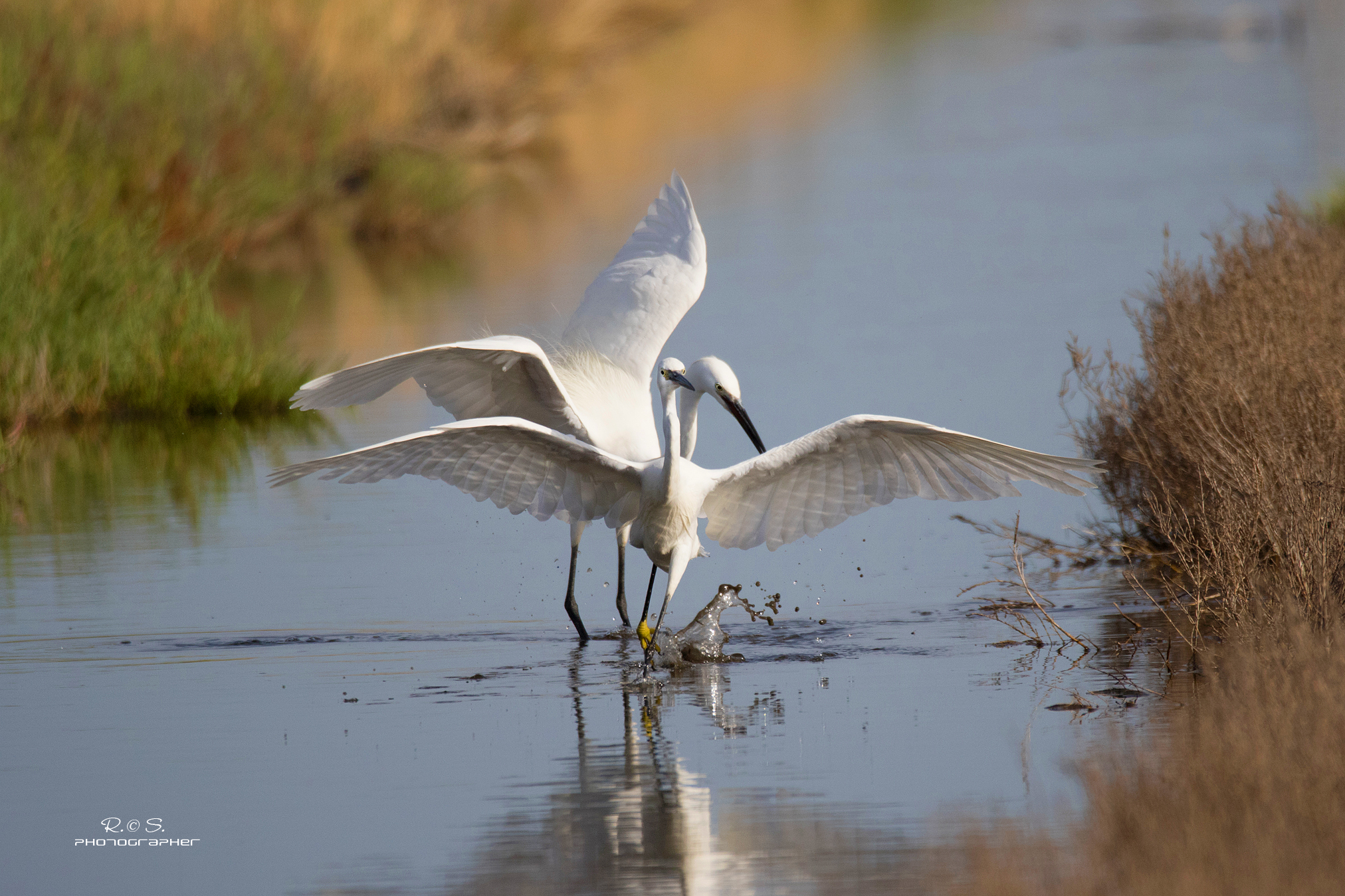 egrets