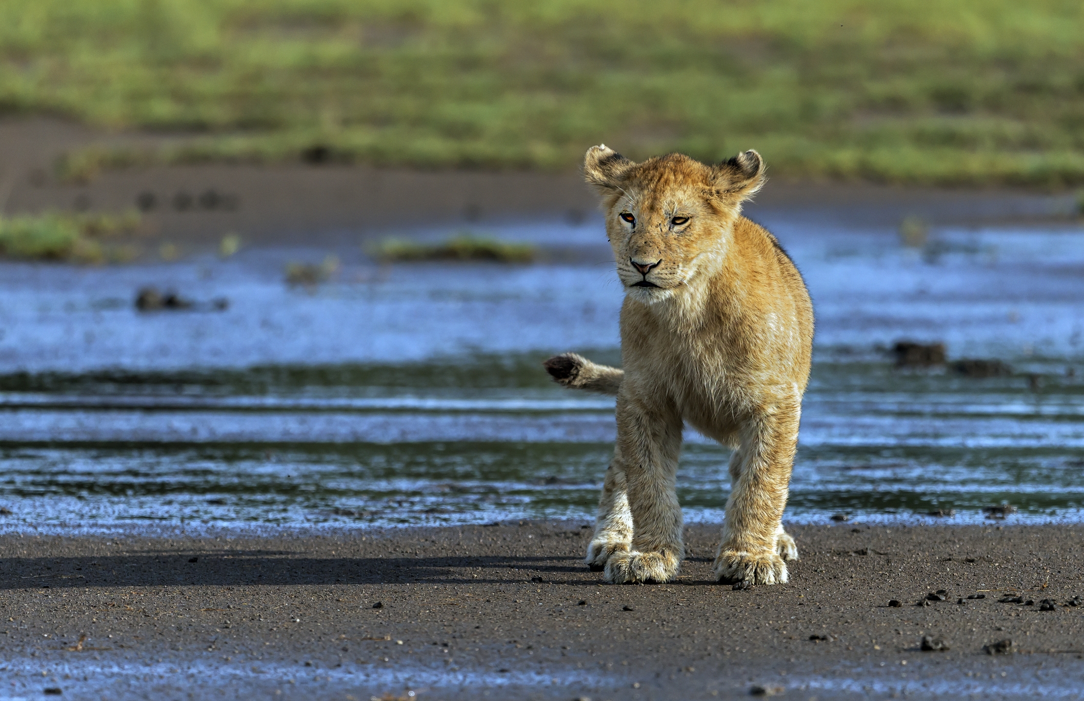 Tanzania 2016 - A Ndutu