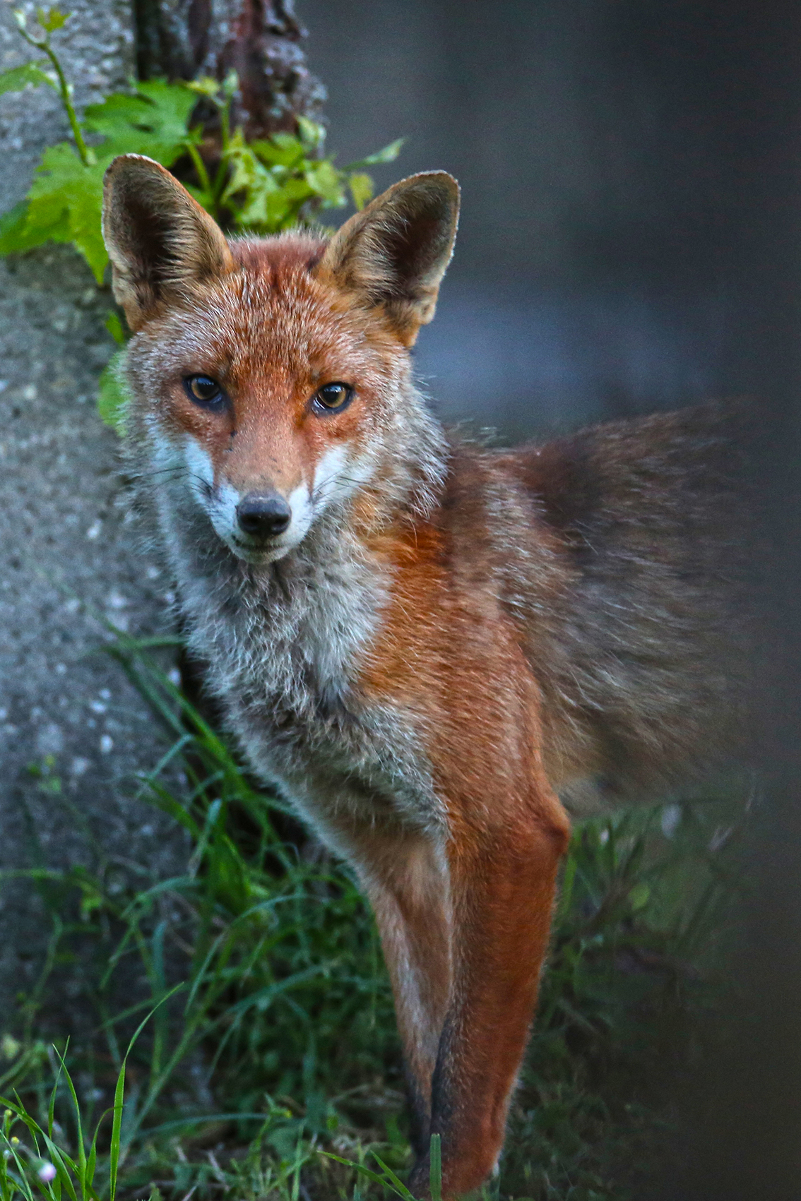 the fox and the grapes