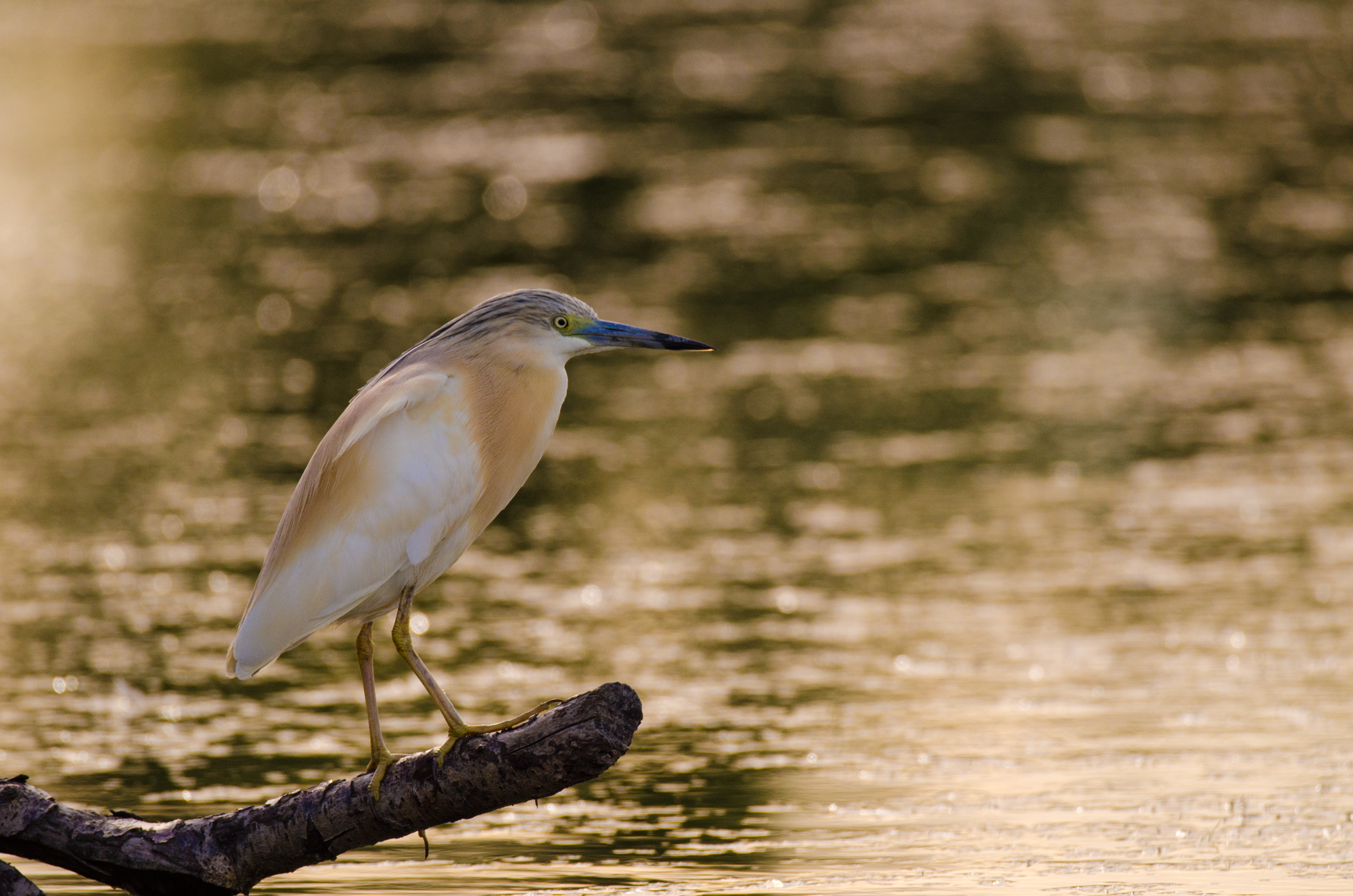simple photo at sunset (Squacco)