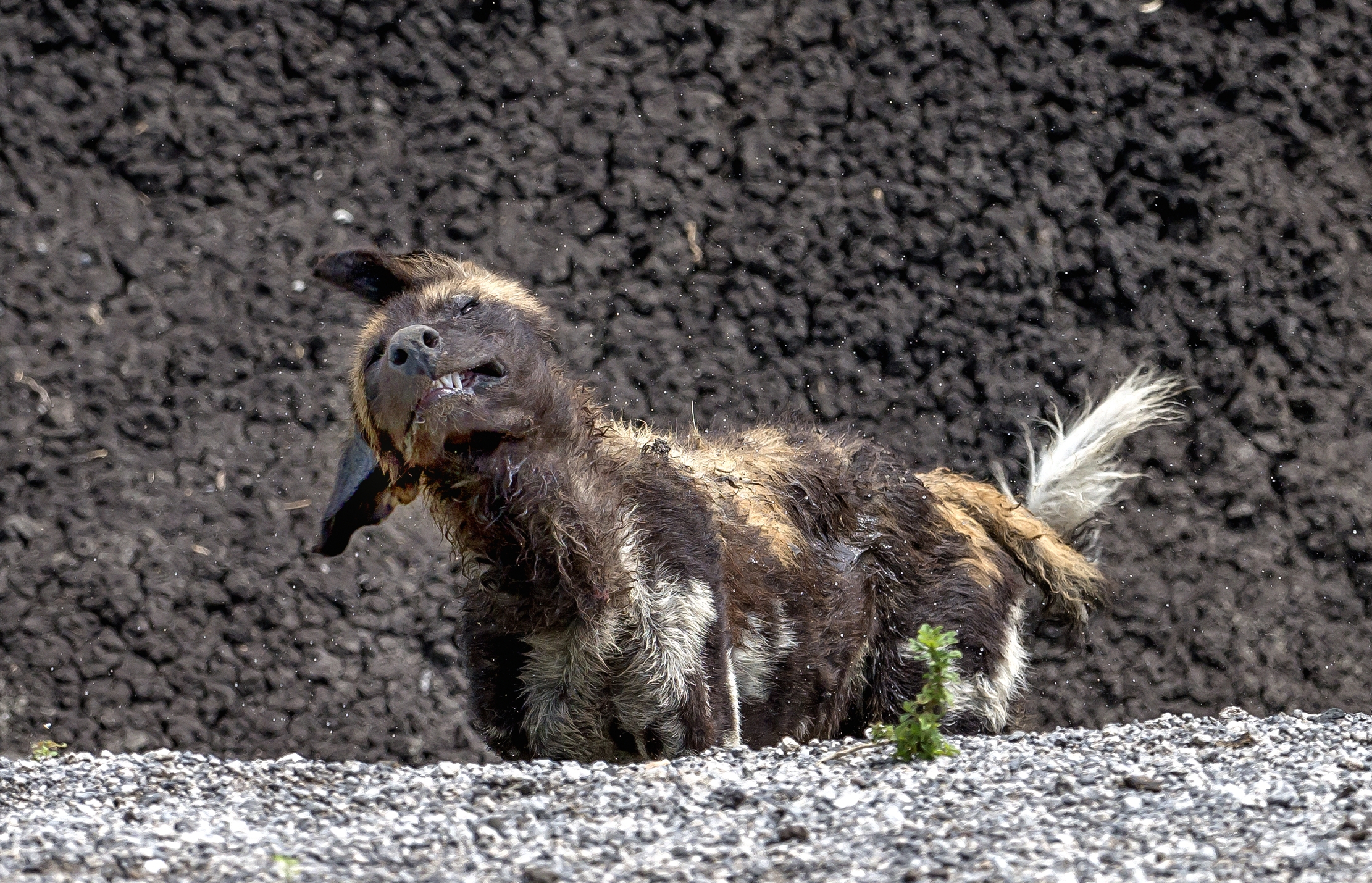 Tanzania 2016 - Lo scuotimento del licaone