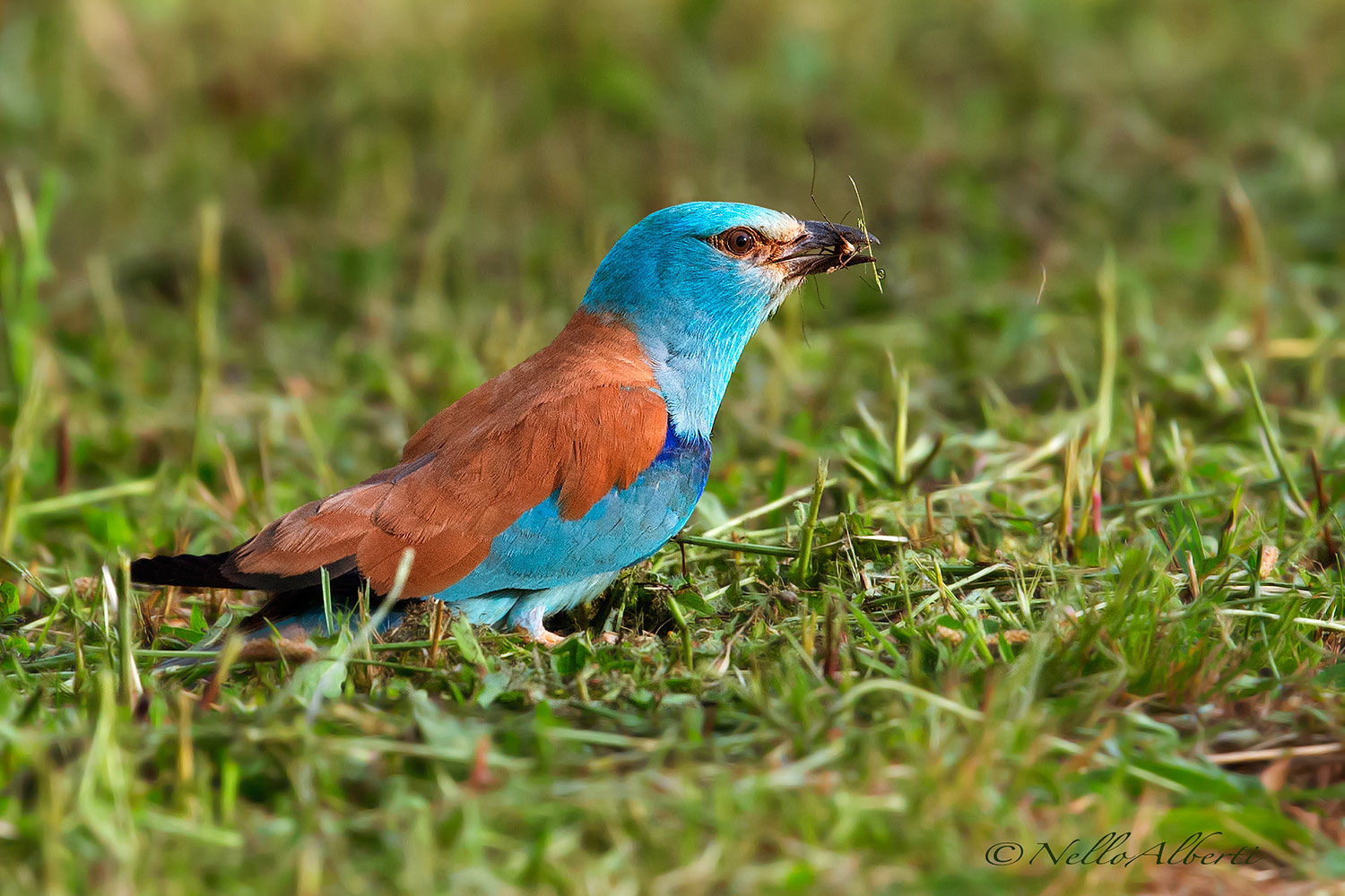 European Roller with small prey