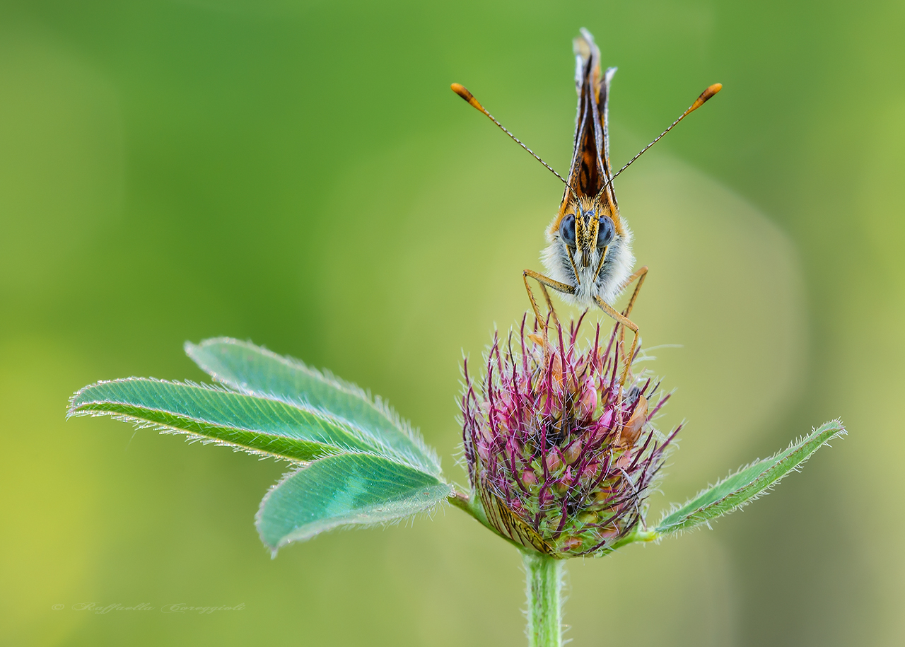 Melitaea phoebe