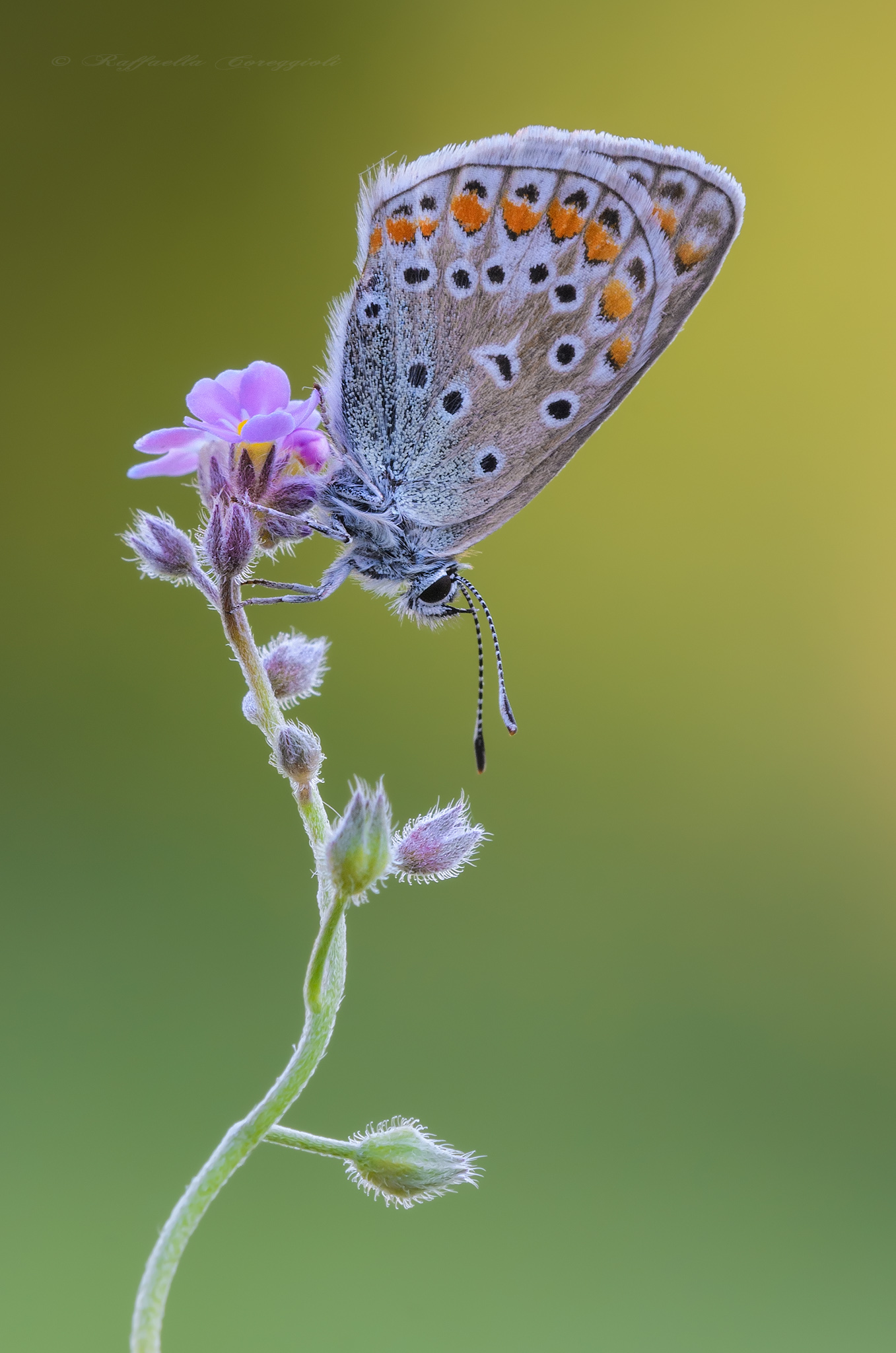 Polyommatus icarus